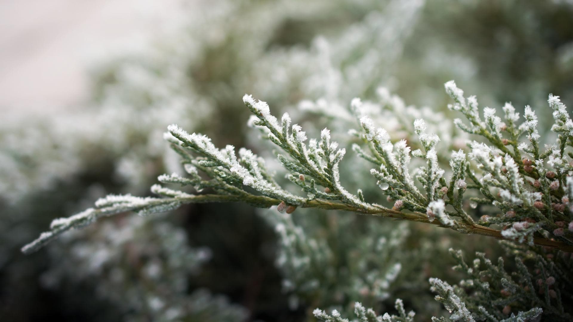 Tanne mit Schnee bedeckt