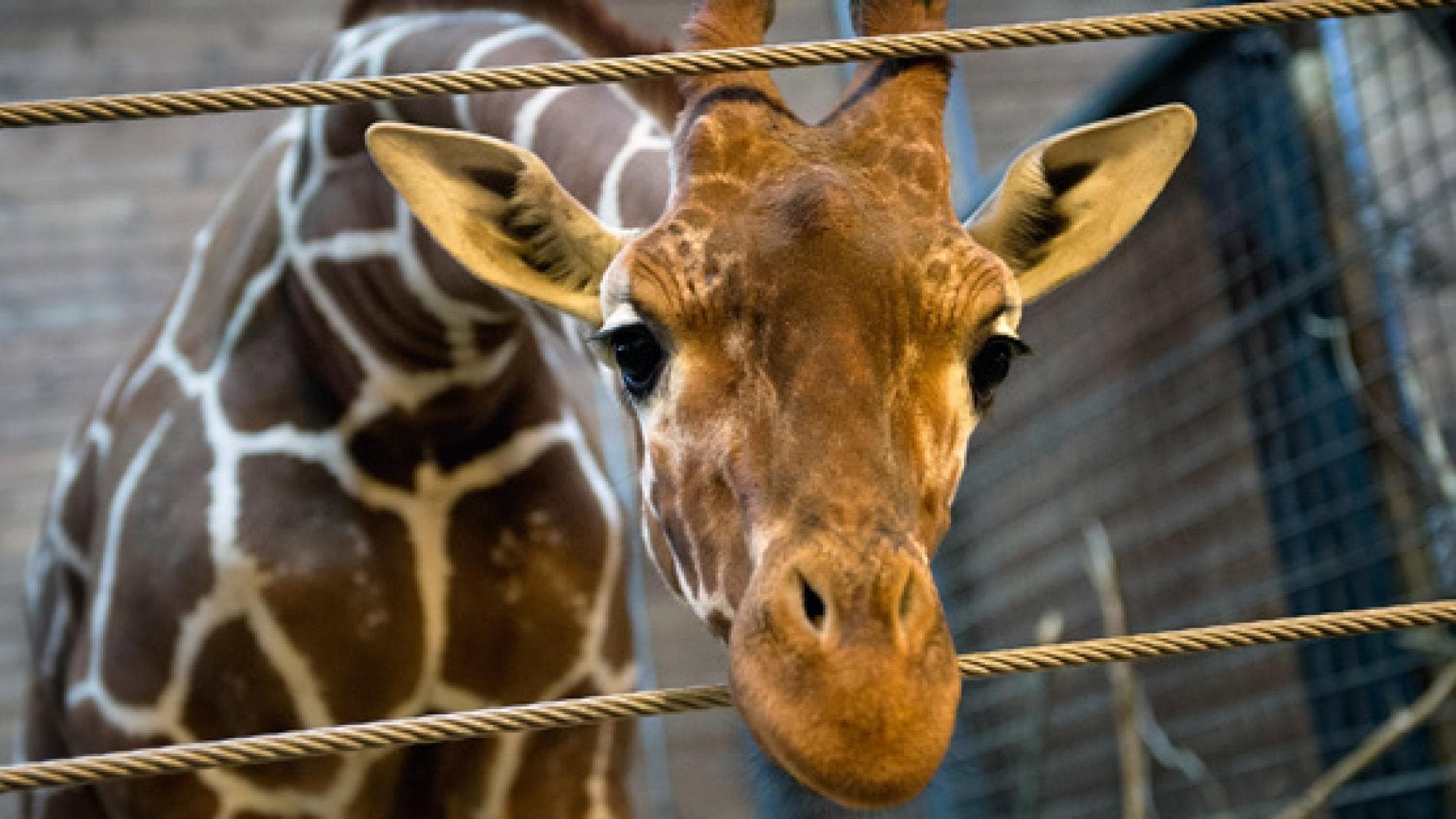 zoo-toetet-gesunde-giraffe-557x313-1918418.jpg