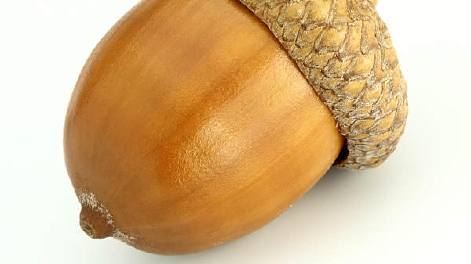 Eichel (Glans Penis): der Peniskopf