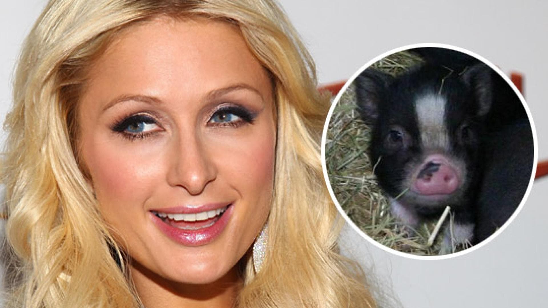 paris-hilton-und-princess-pigelette-getty-images-twitter-557x313-546467.jpg