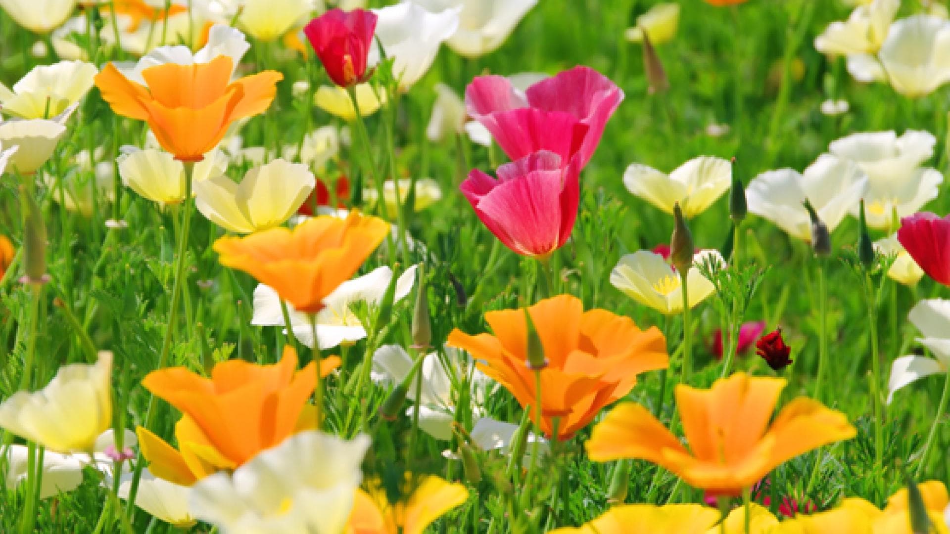 bunte-blumen-auf-einer-wiese-im-fruehling-557x313-1105592.jpg