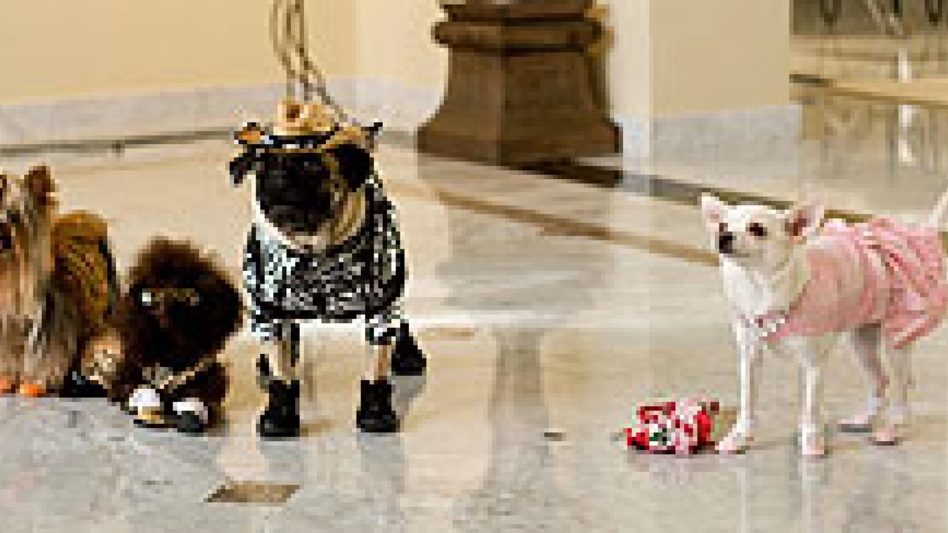 beverly-hills-chihuahua-papi-chloe-250x122-bild-1-392576.jpg