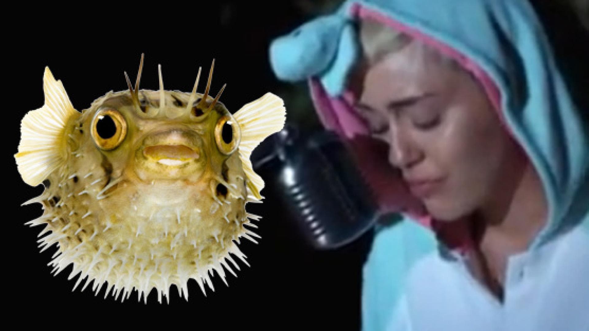 miley-cyrus-kugelfisch-2052657.jpg