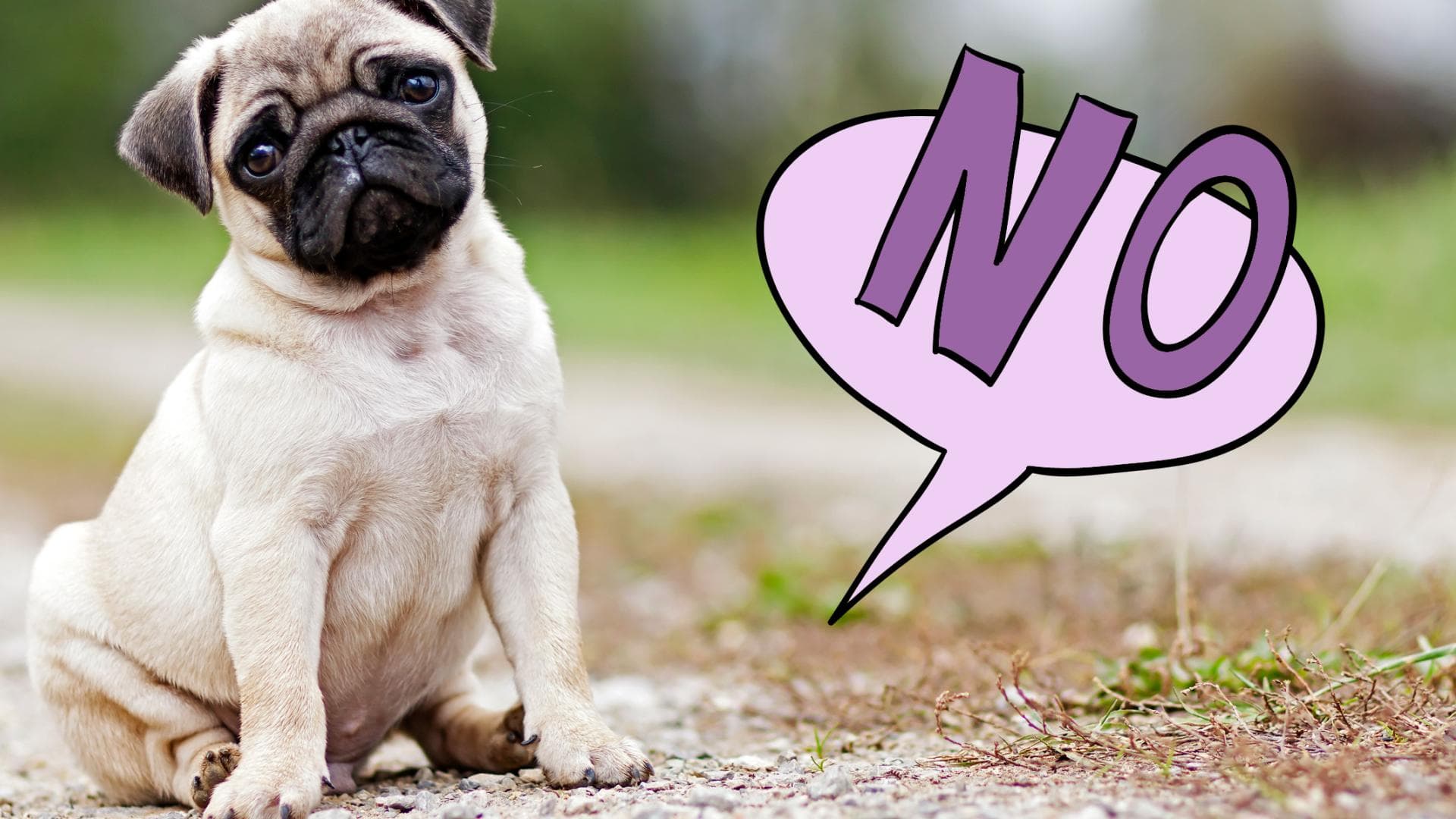 hunde-no-gos-quer