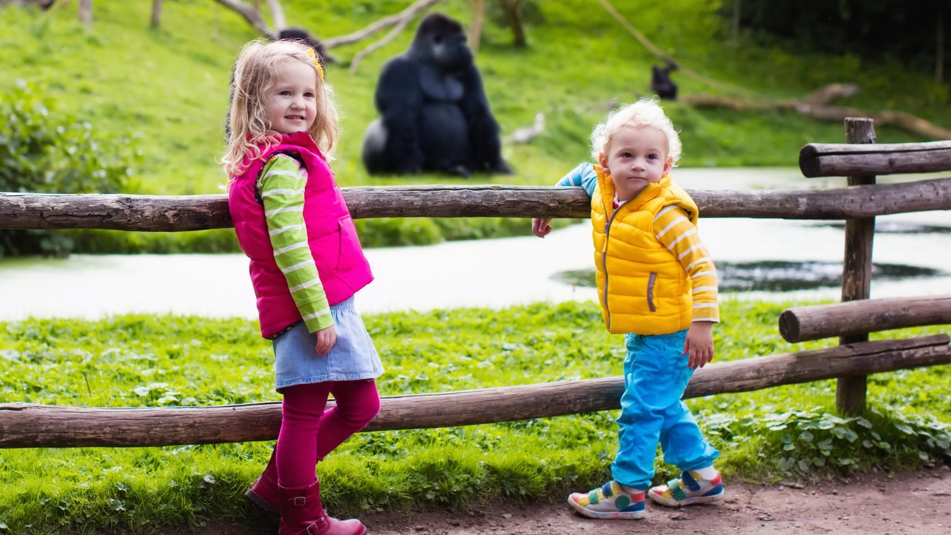 Heftige Kritik nach der Tötung von Gorilla Harambe quer
