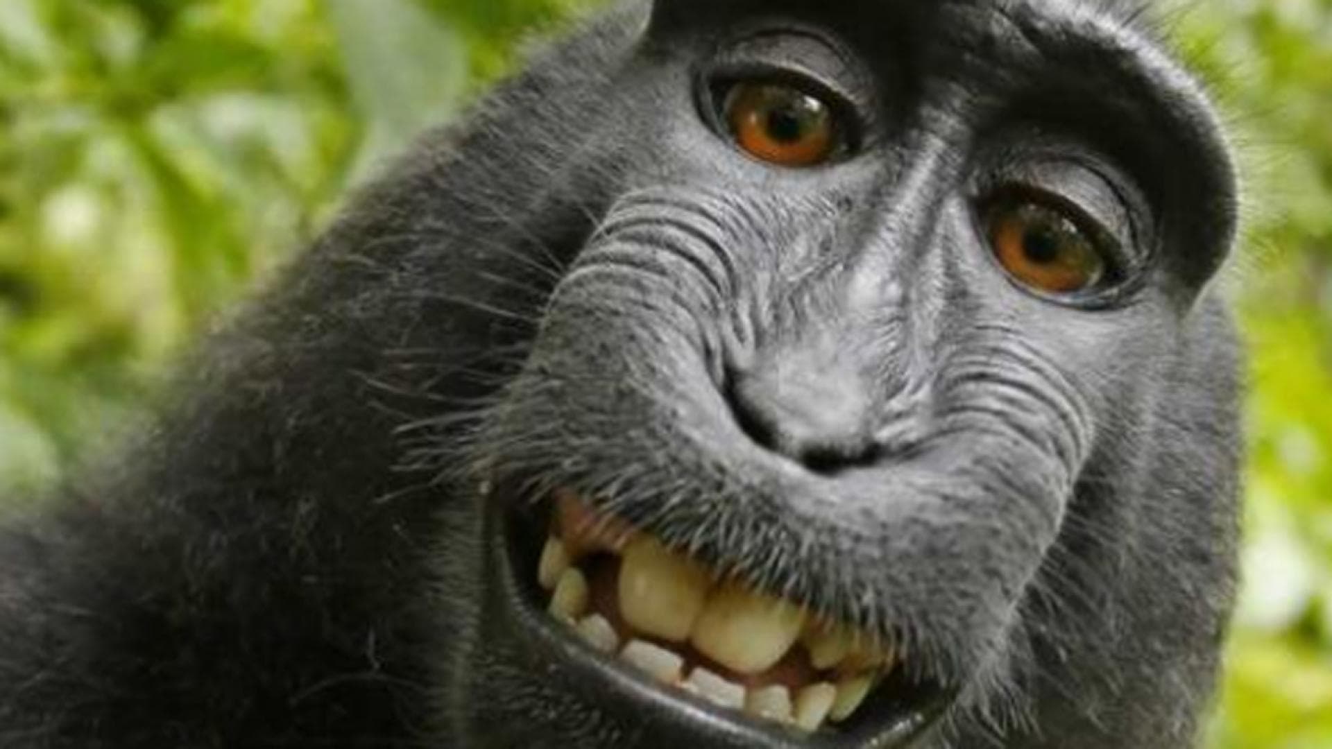 affen-selfie-quer