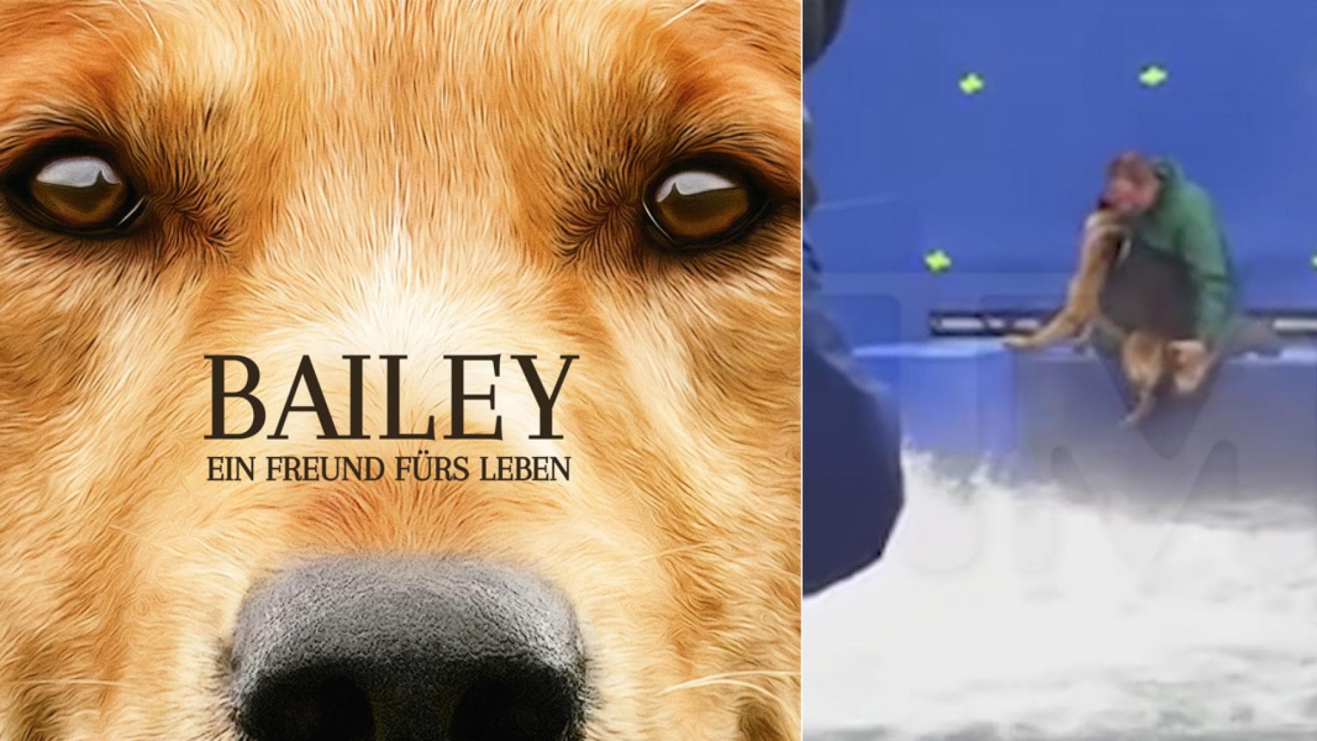 a-dogs-purpose-quer