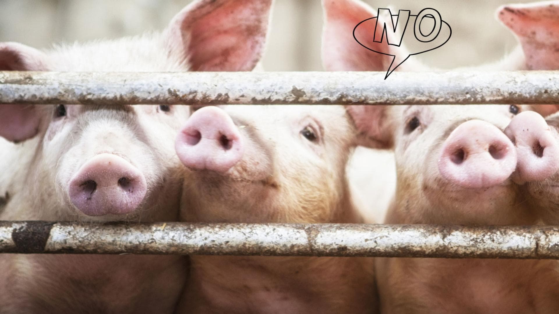 Schweine quer
