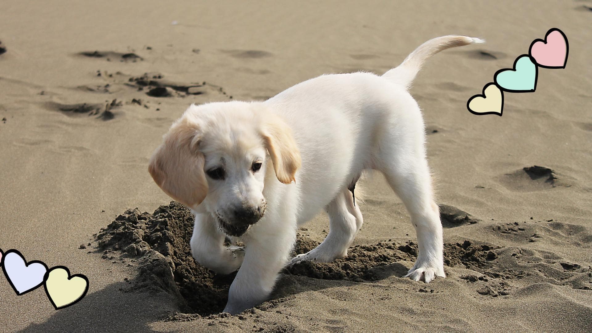 welpen-adoptieren-insel-quer