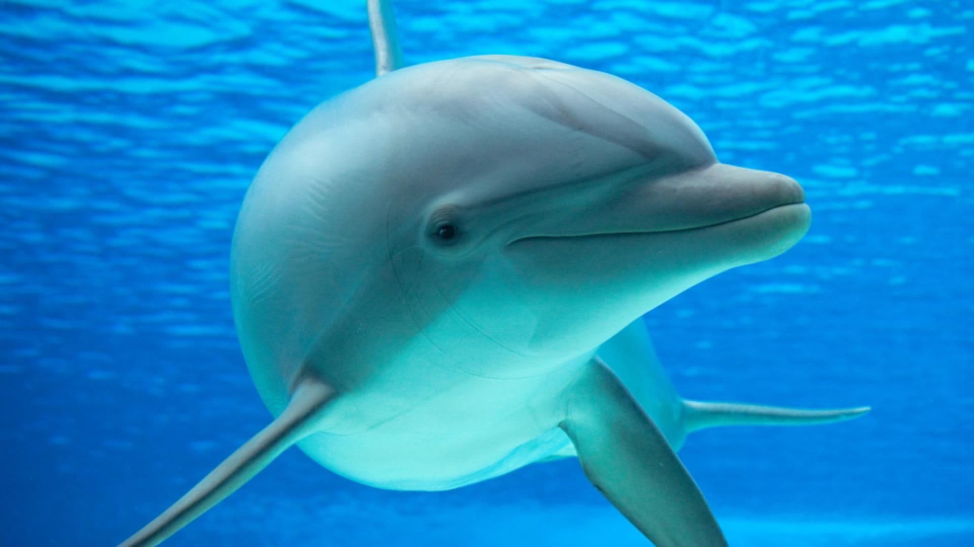 pinker-delfin-quer