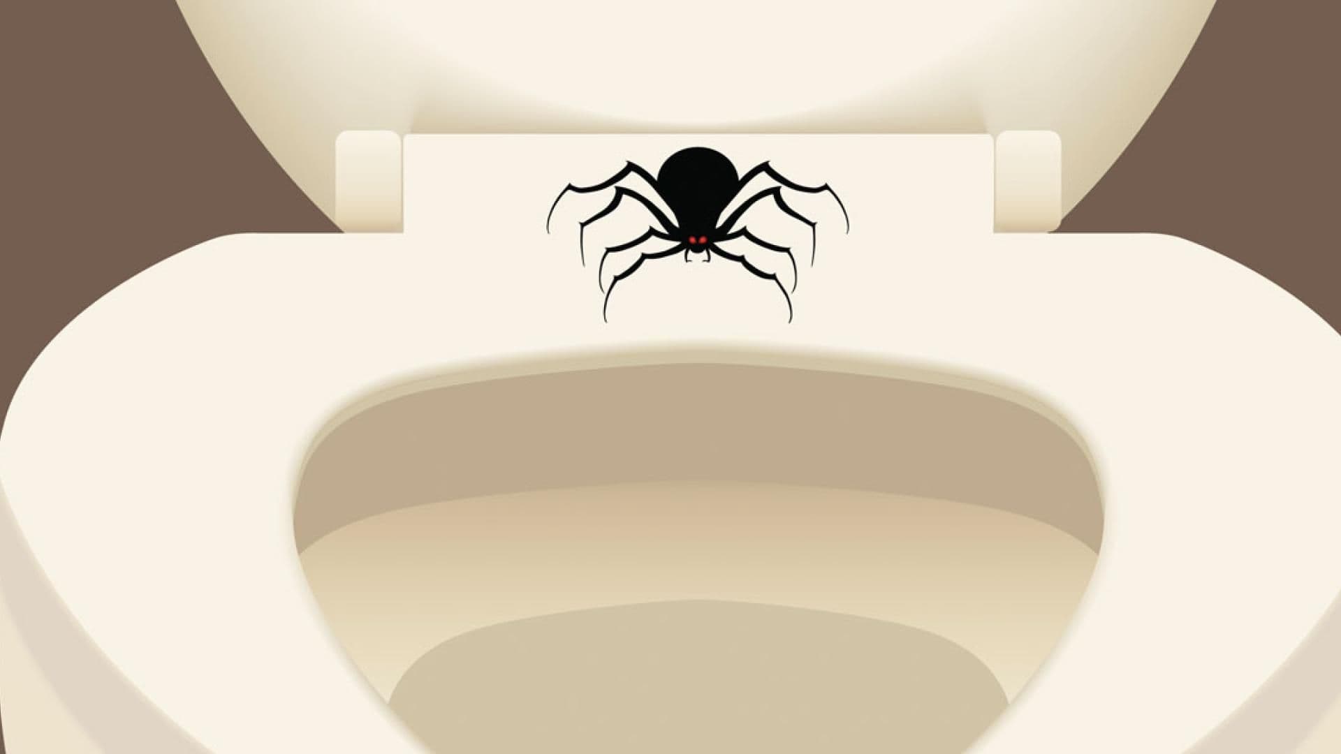 Spinne-im-Klo-runterspülen-Aufmacher-quer