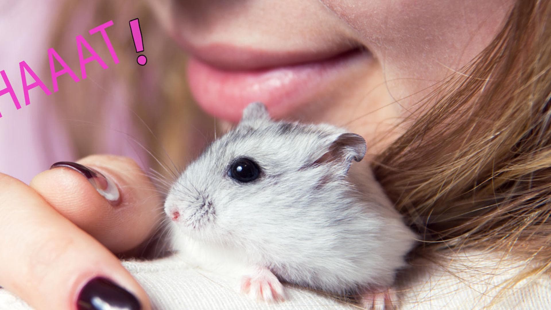 hamster-toilette-quer