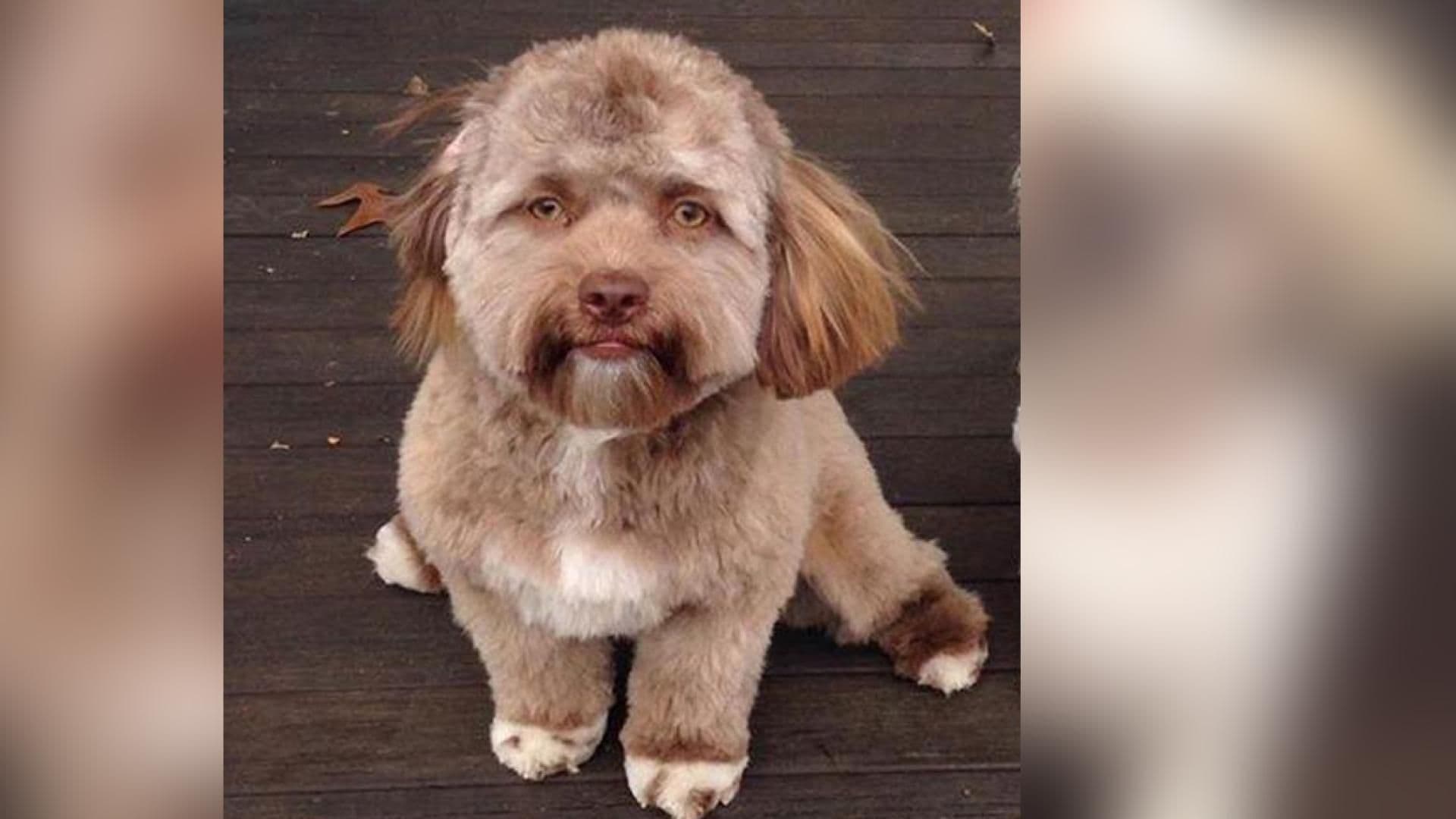 yogi-hund-quer
