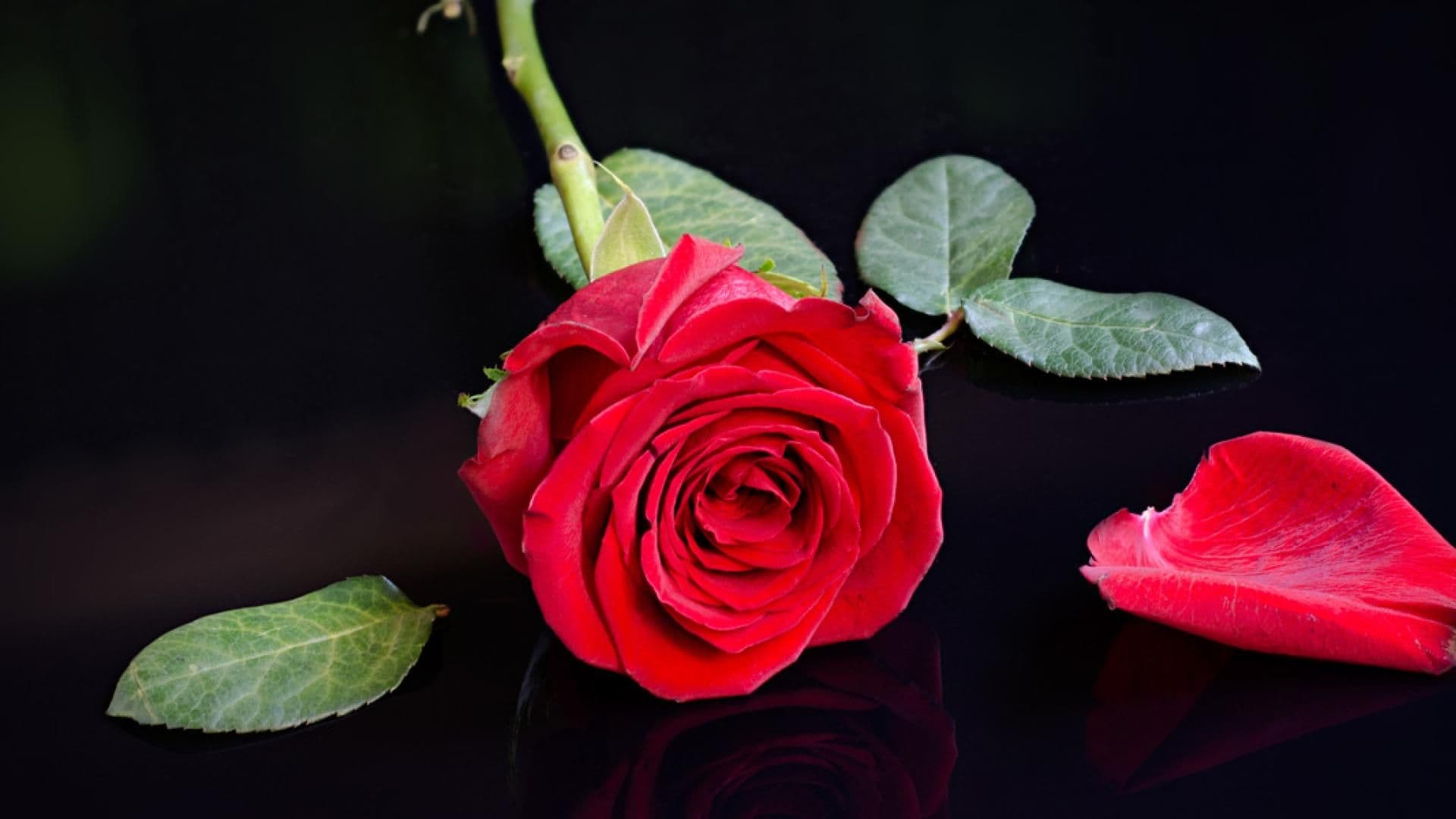 bachelor-casting-quer2