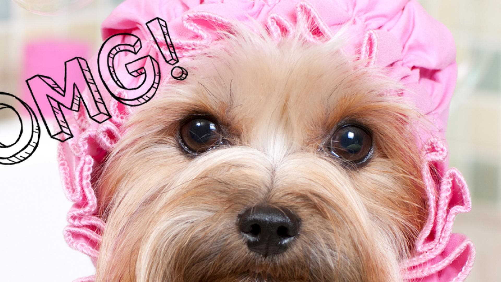 hund quereiStock-175519165
