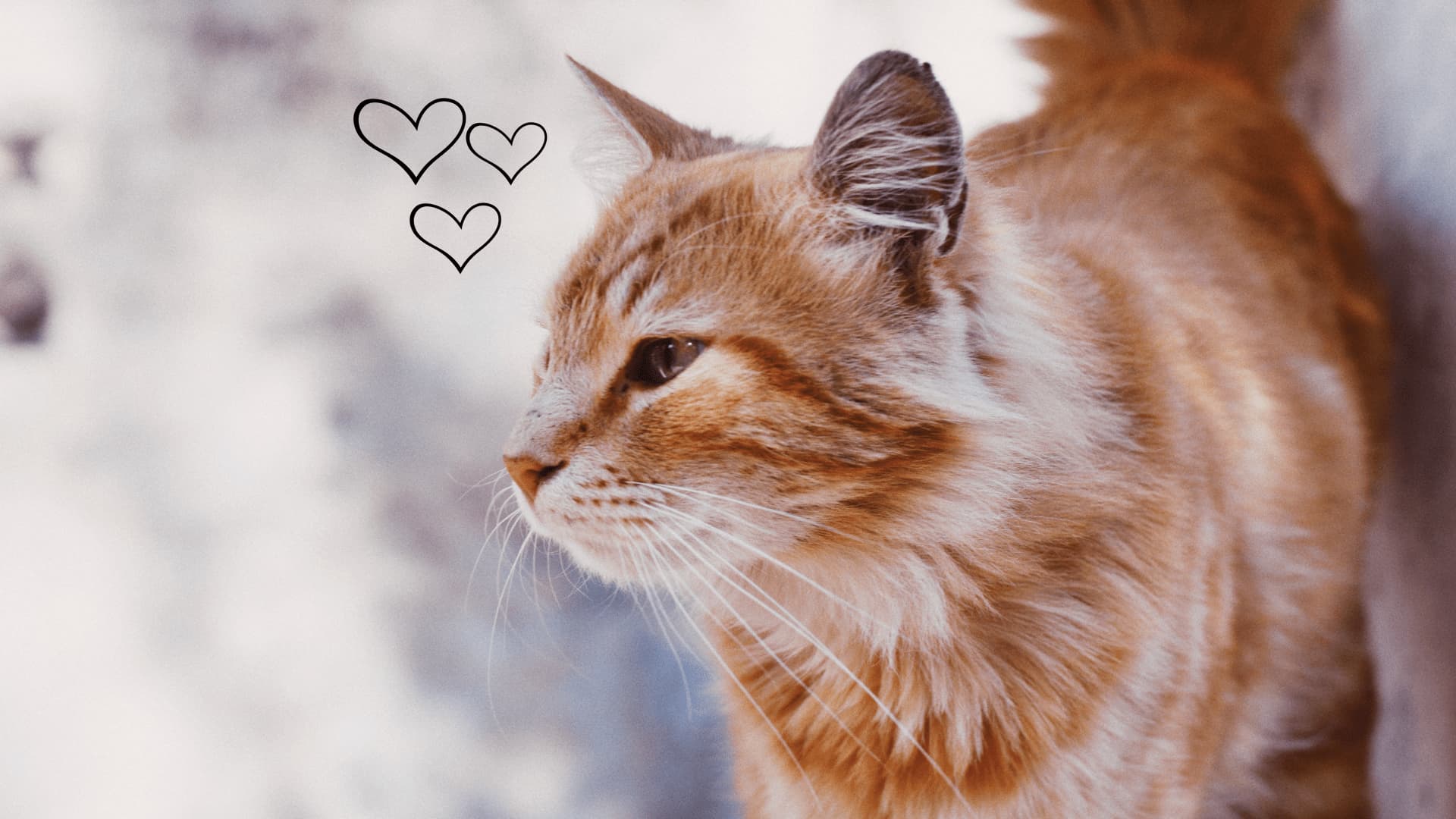 katze-quer