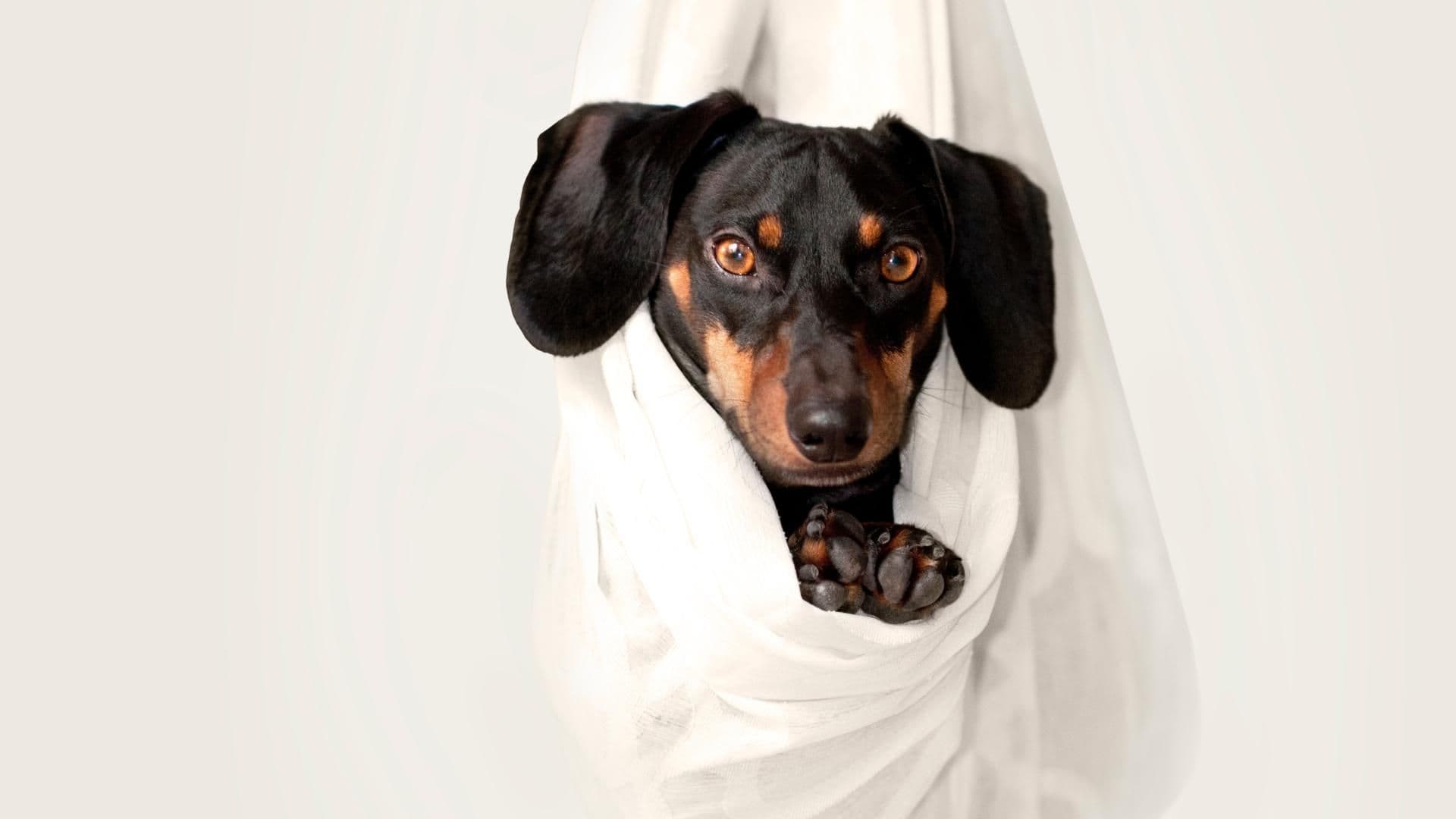 instagram-hunde-zum-folgen