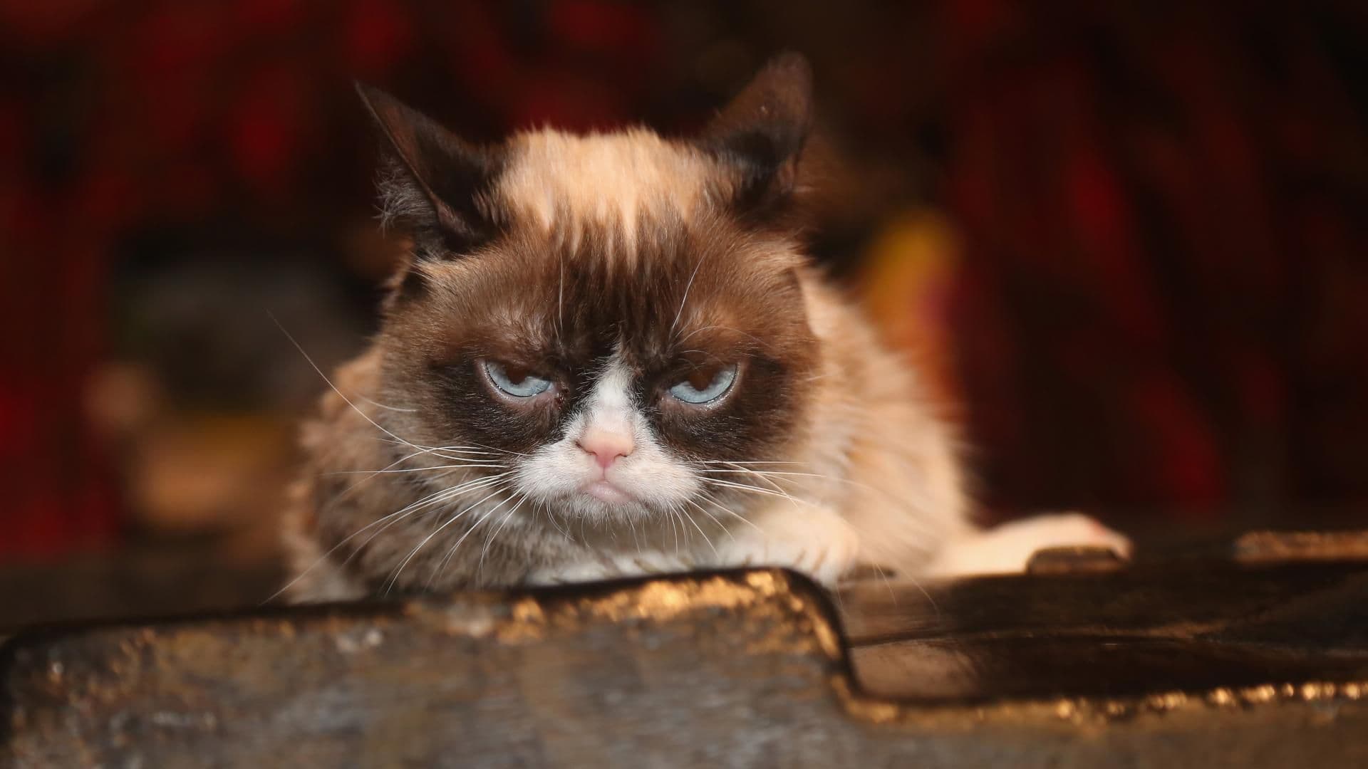 grumpy-cat-katzen-accounts-quer