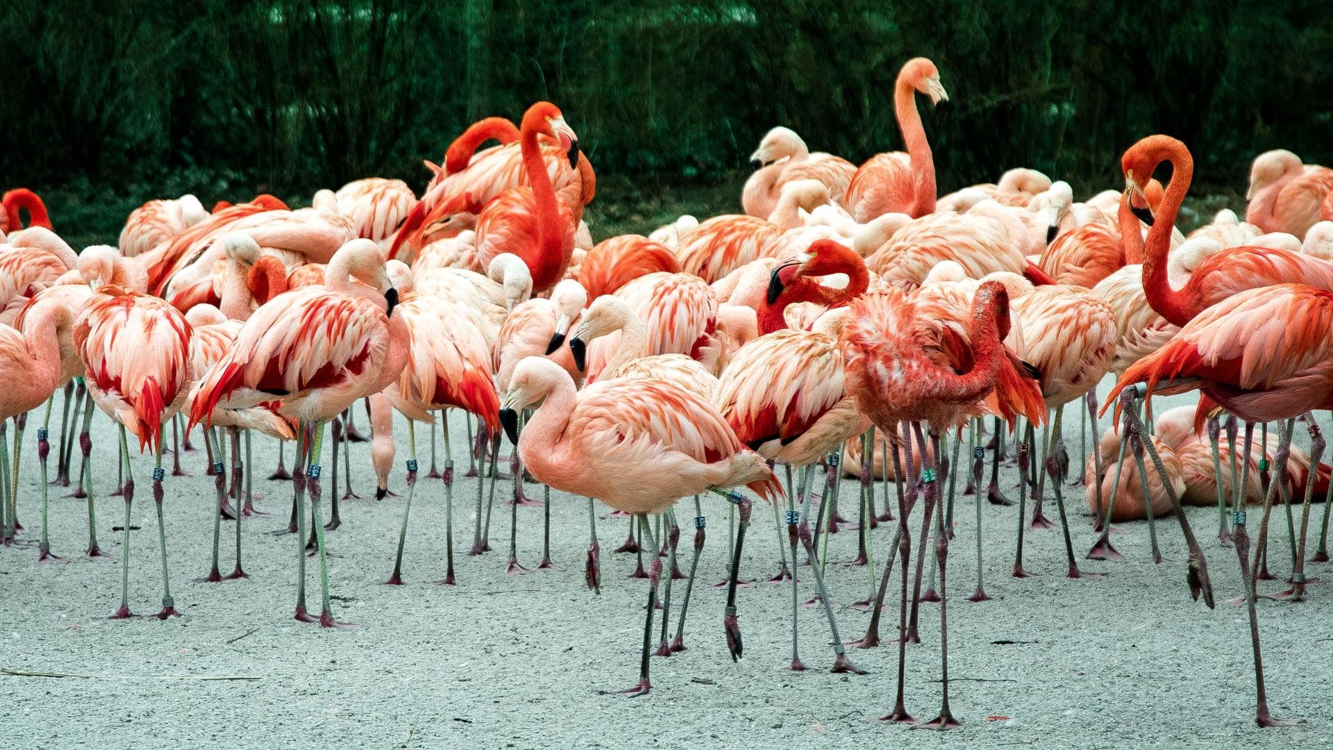 flamingoquer