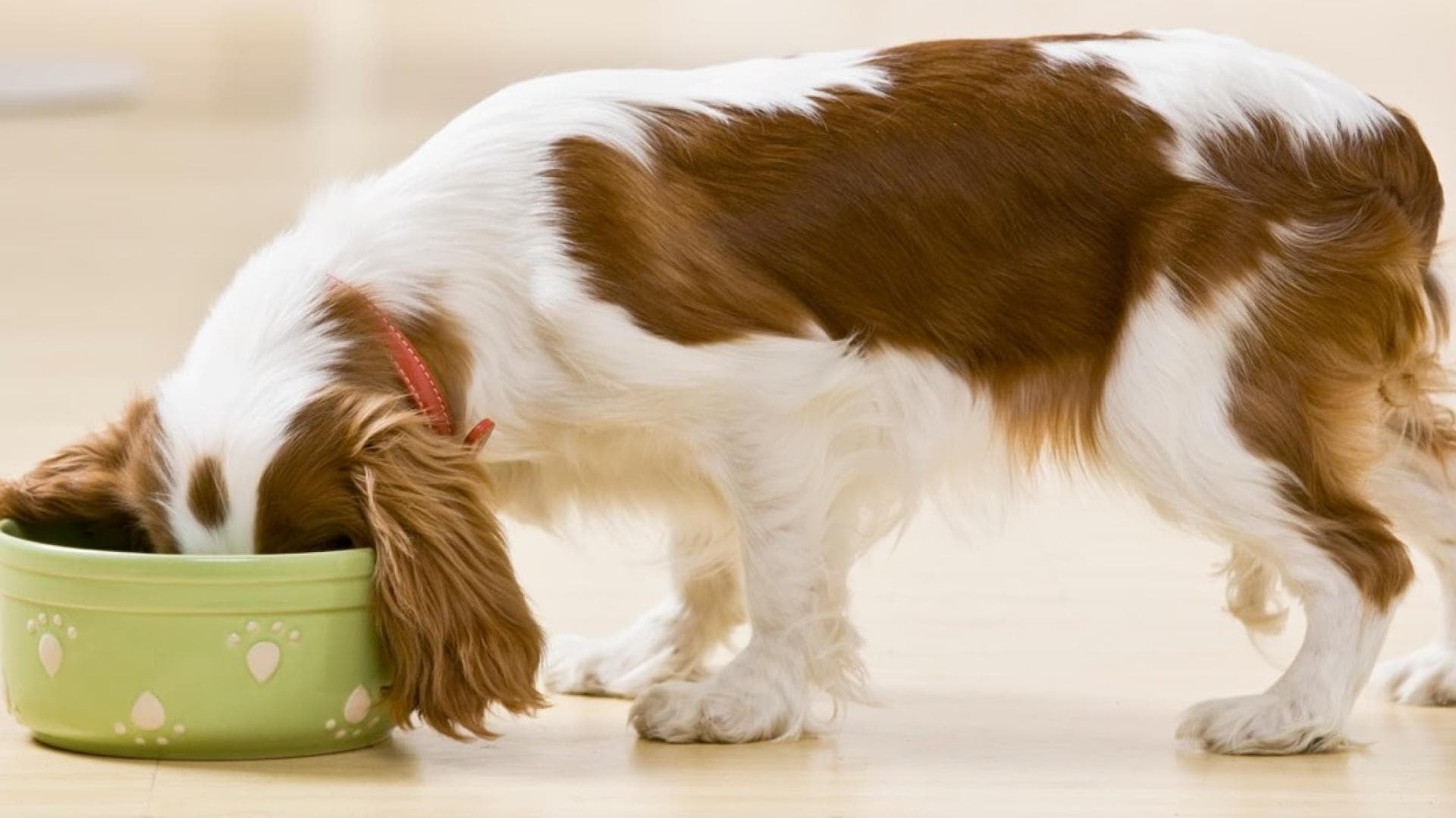 hund-futter-giftig-t