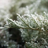 Tanne mit Schnee bedeckt