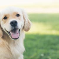 Darum legen Hunde den Kopf Schräg