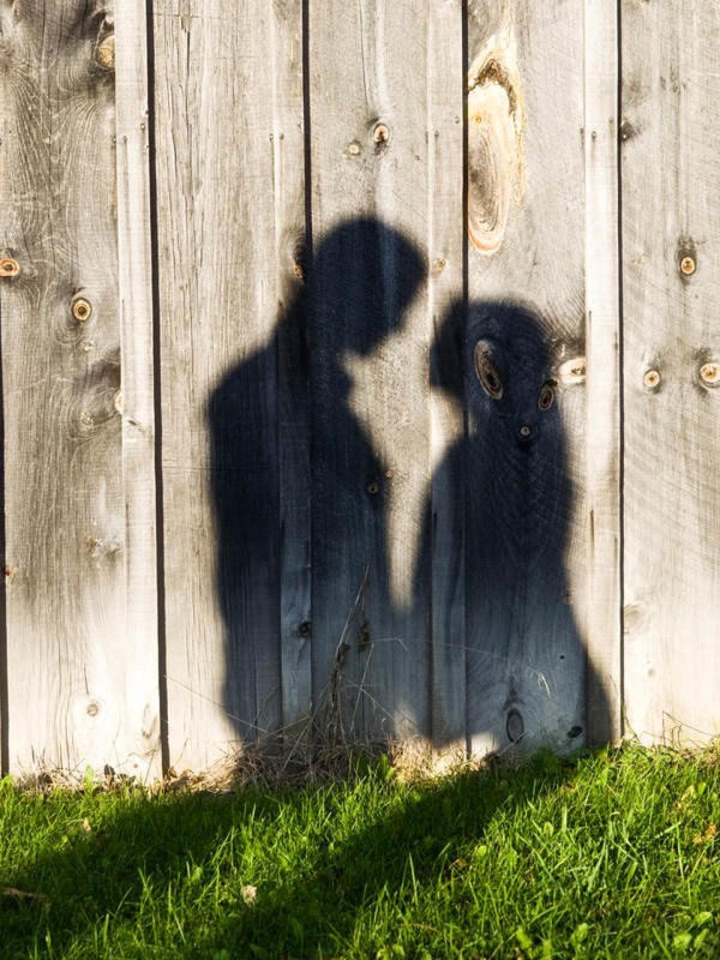 Pärchen-Schatten an Gartenzaun