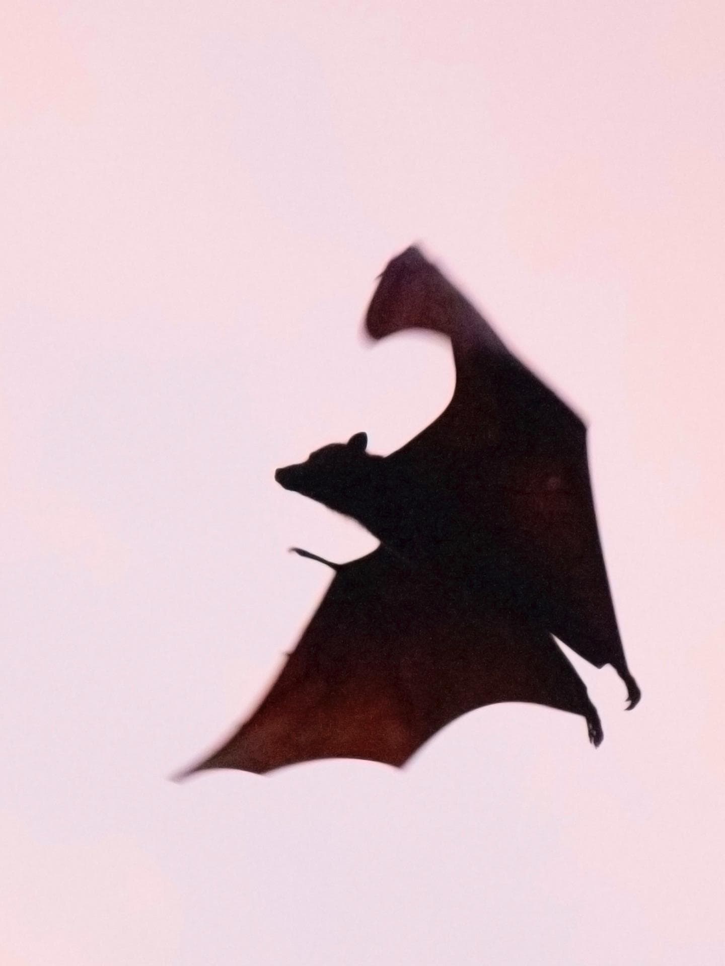 Fledermaus