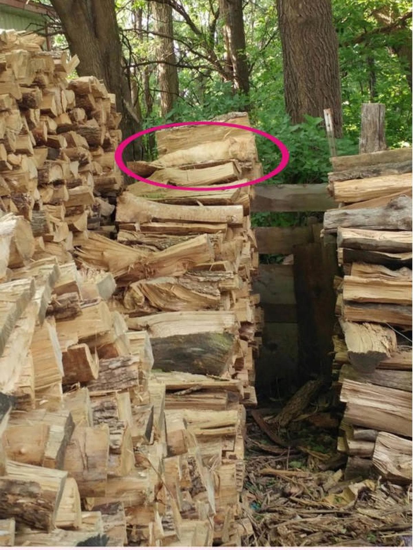 Wo ist die Katze? Auflösung Wo ist die Katze? Auflösung