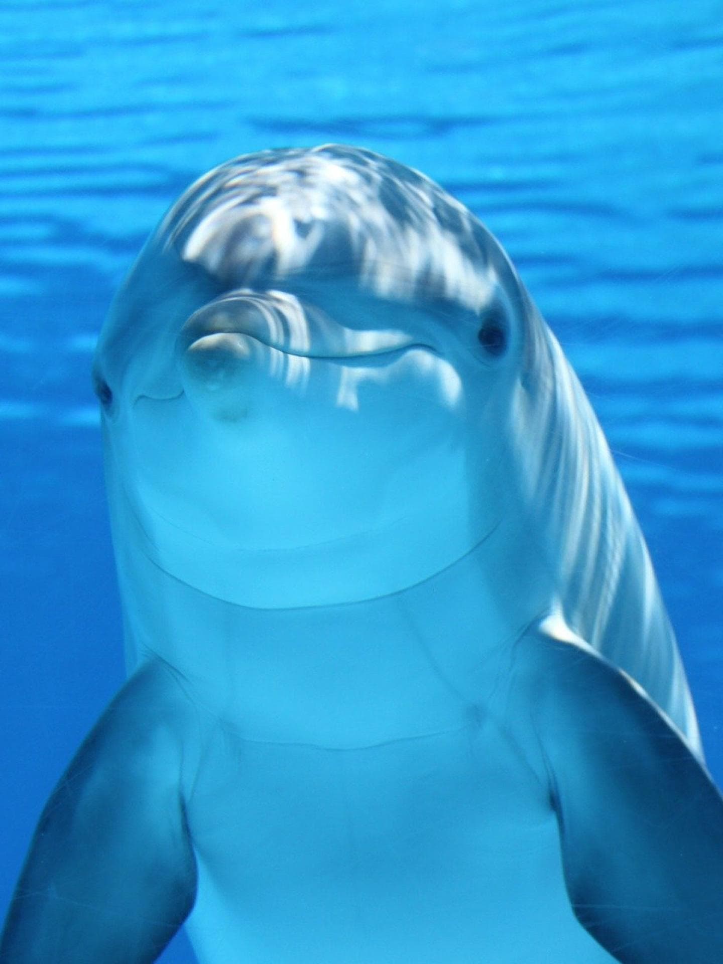 Delfin meer