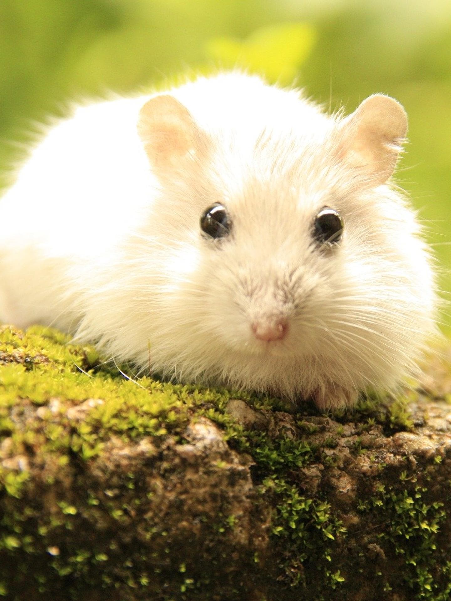 weißer hamster