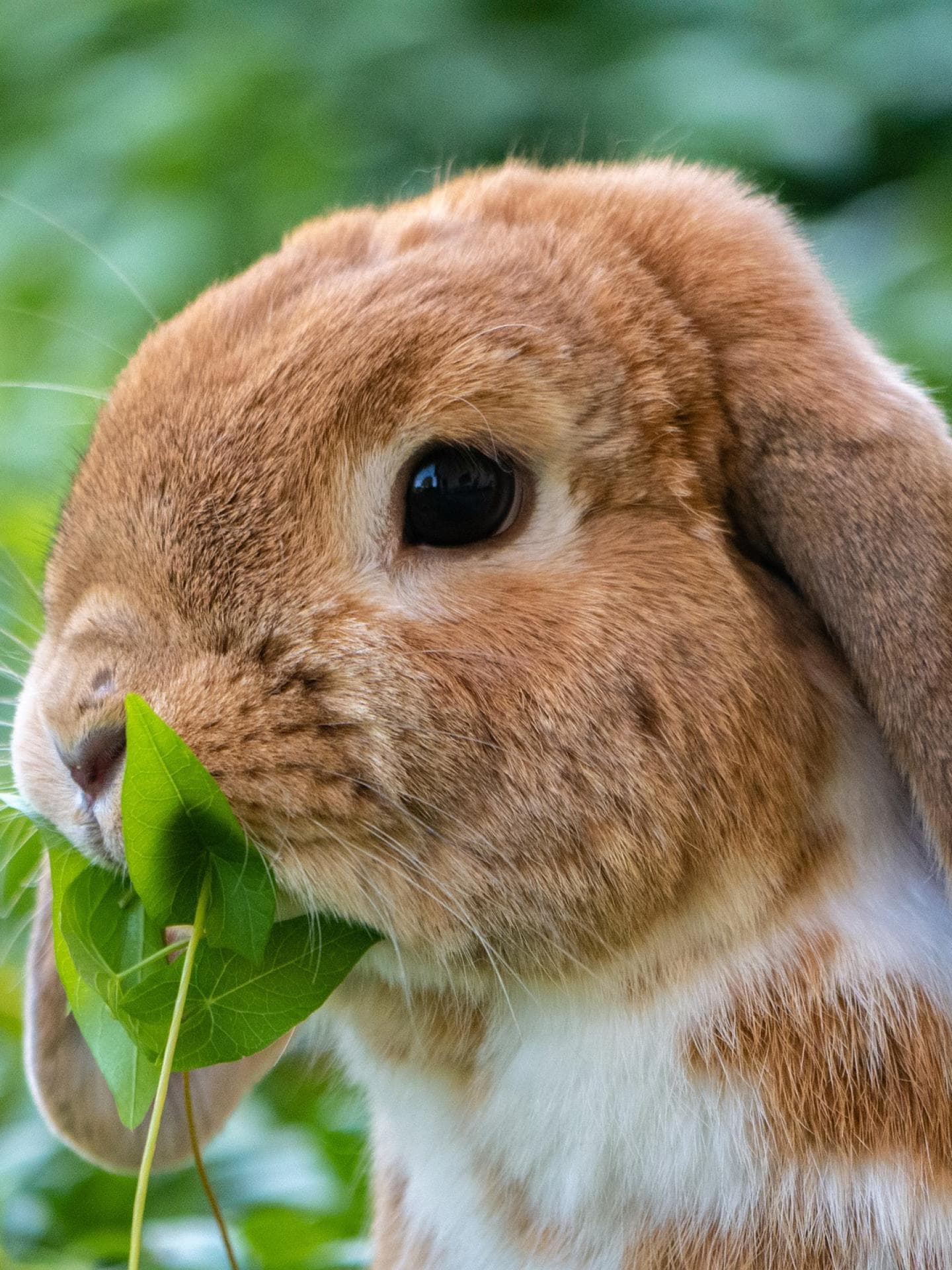 hase frisst klee