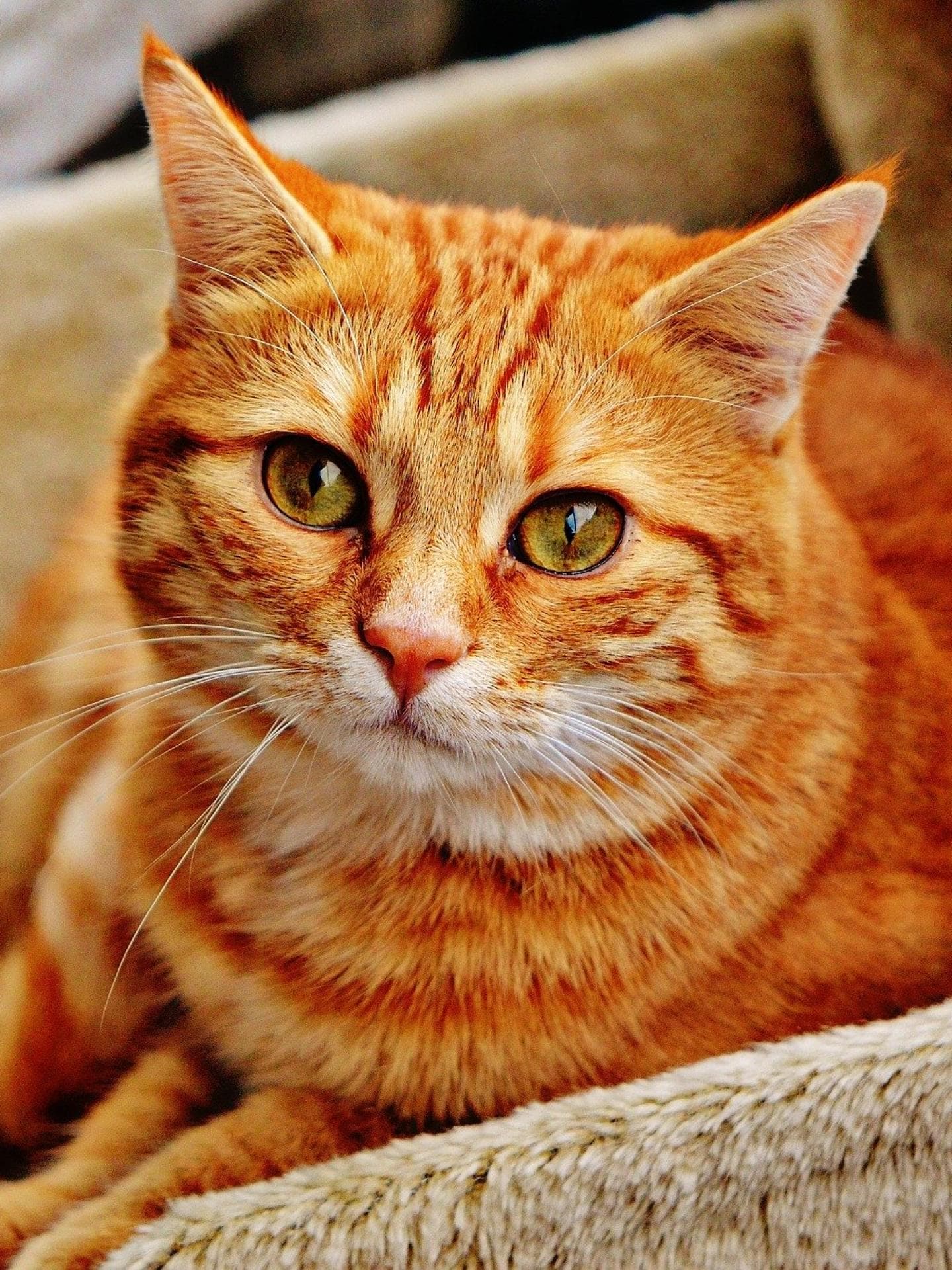 katze