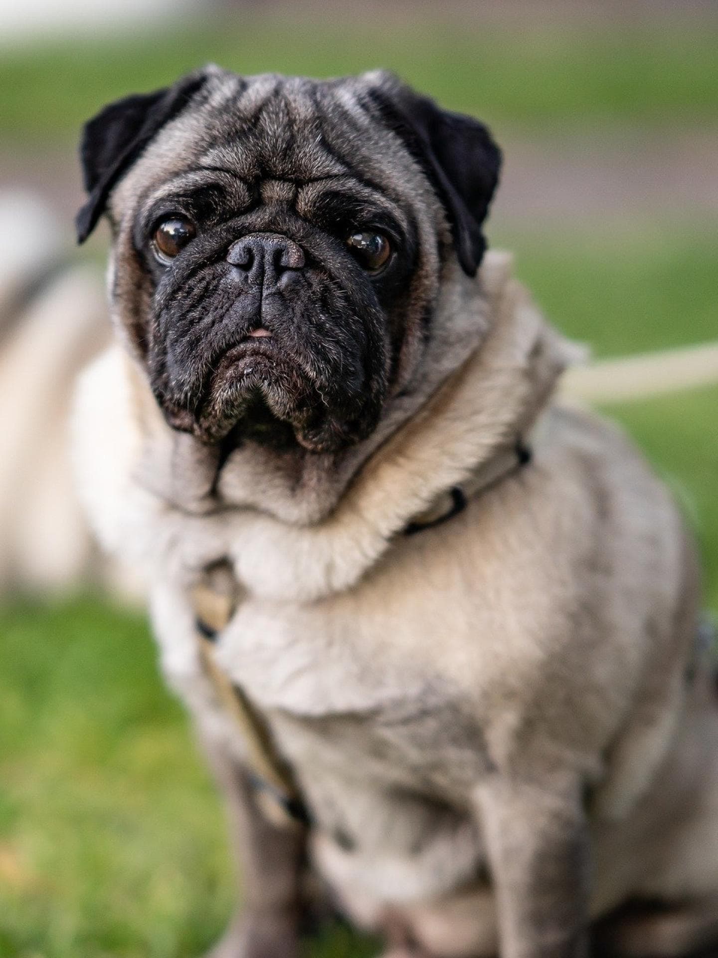 mops wiese