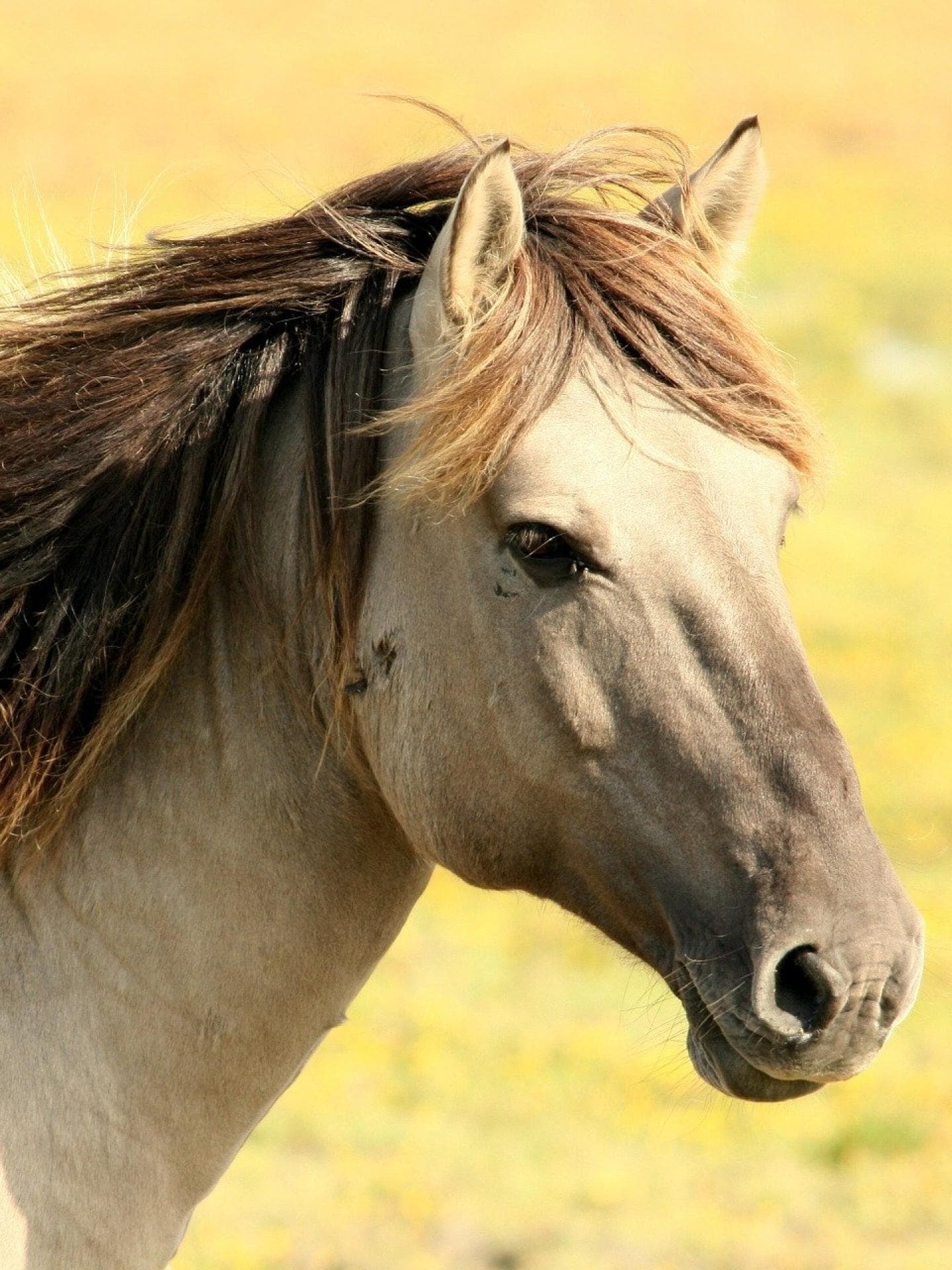pferd
