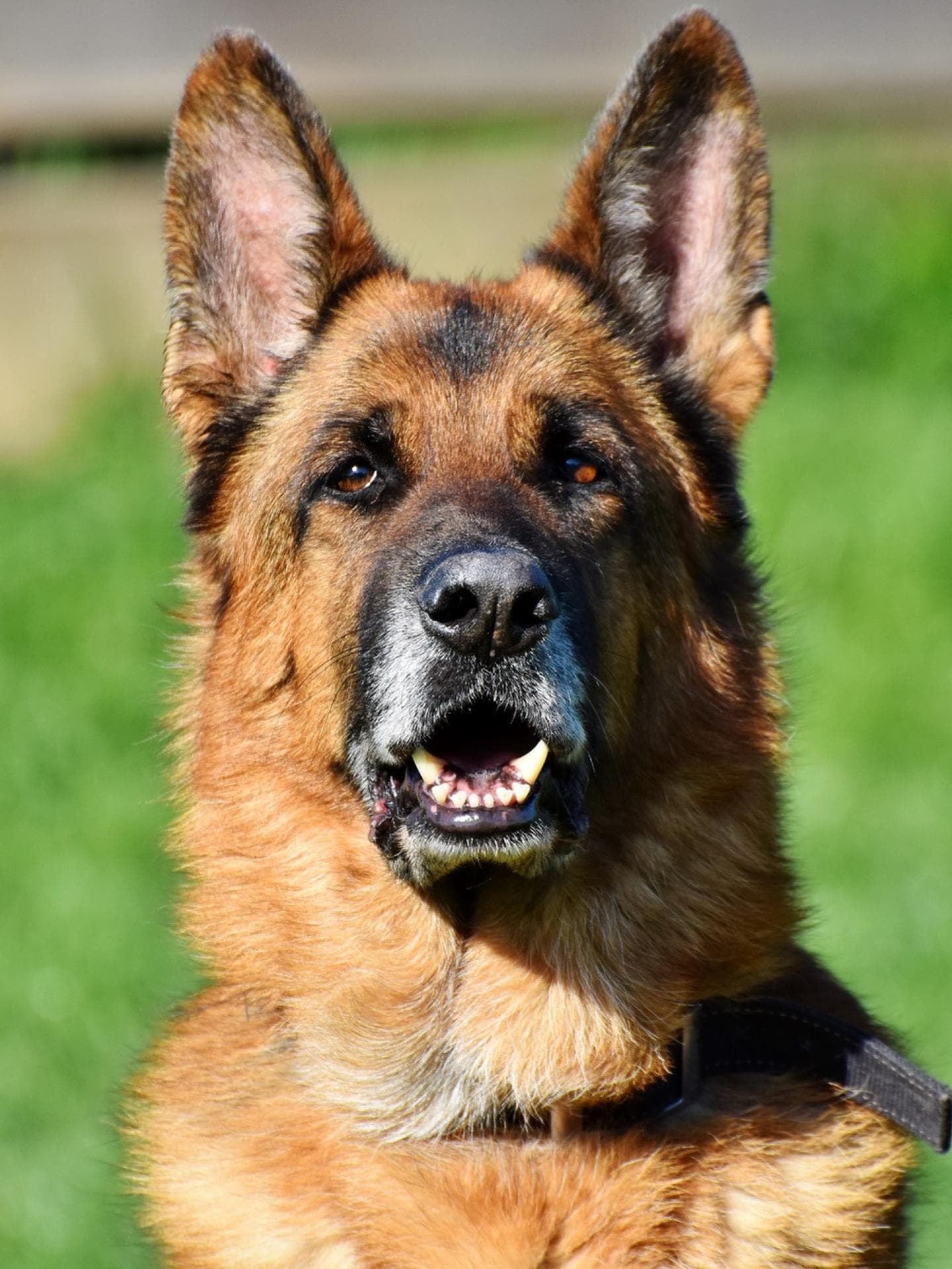 schäferhund hund