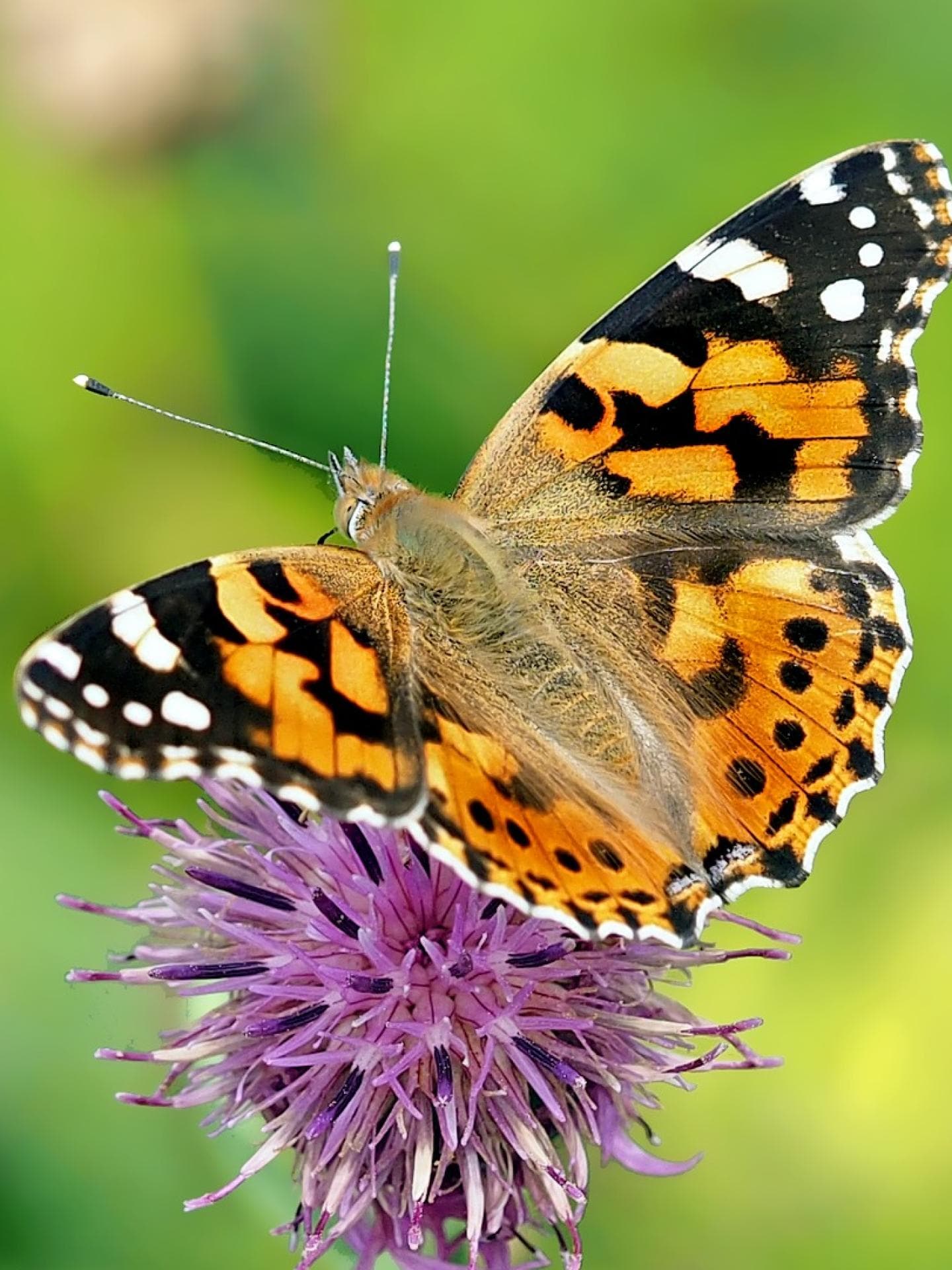 Schmetterling blume