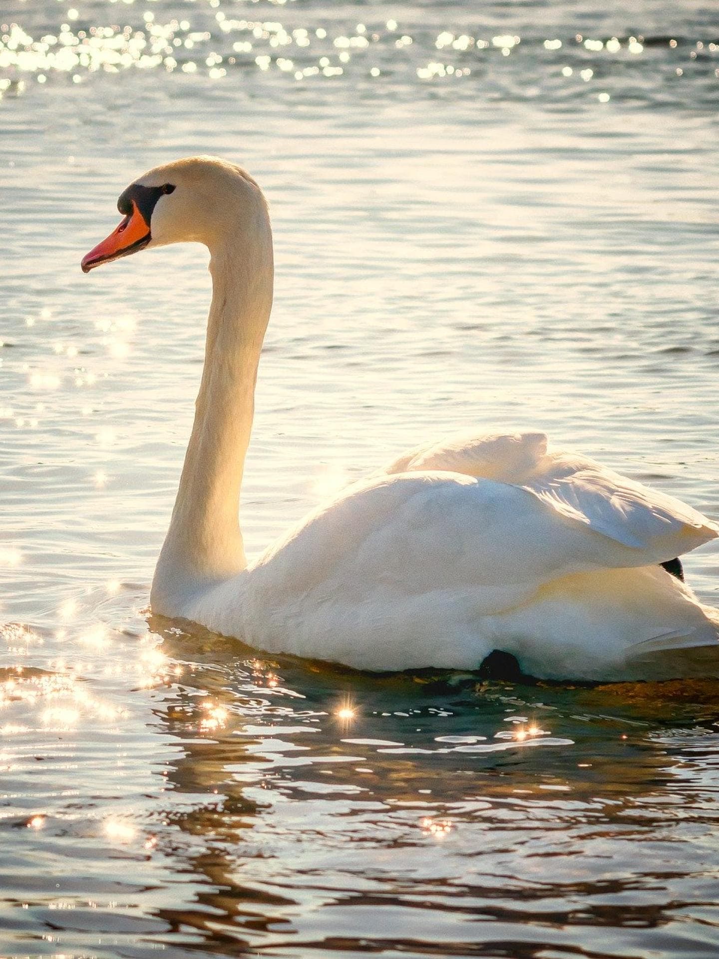 Schwan wasser