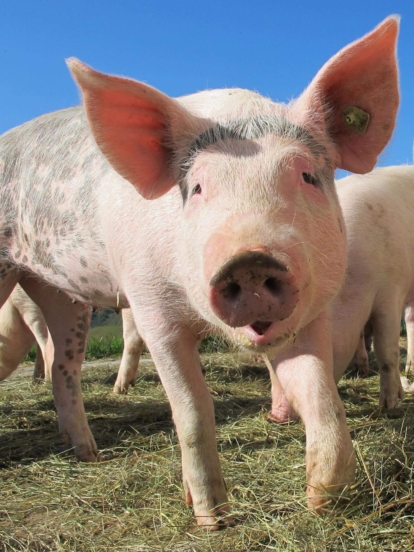 schwein