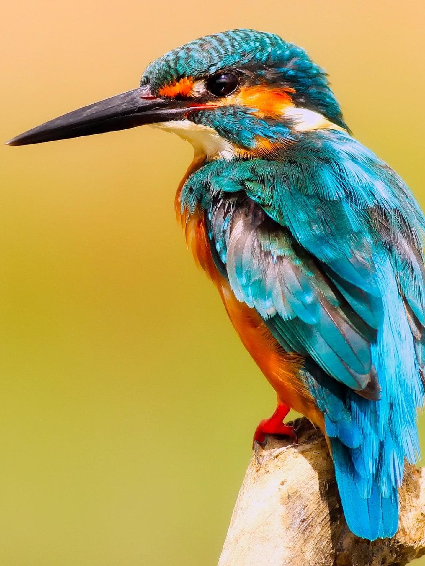 Eisvogel vogel