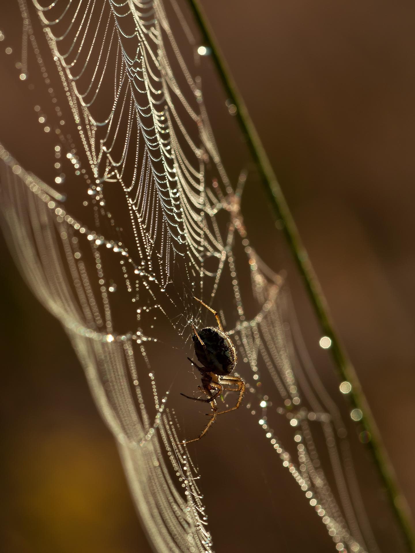 Spinne im Spinnennetz