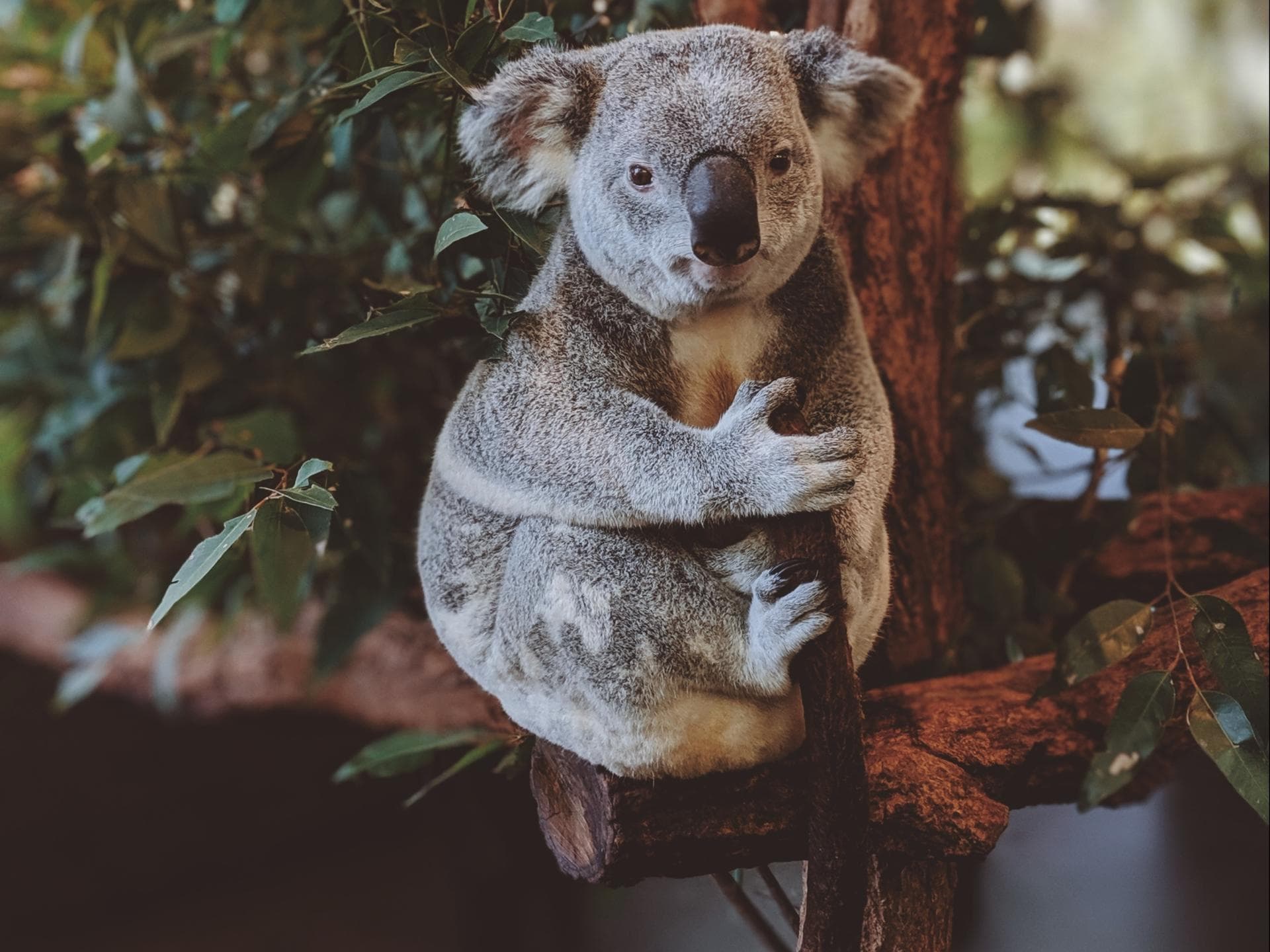 Brände in Australien: So könnt ihr helfen! Brände in Australien: So könnt ihr helfen!