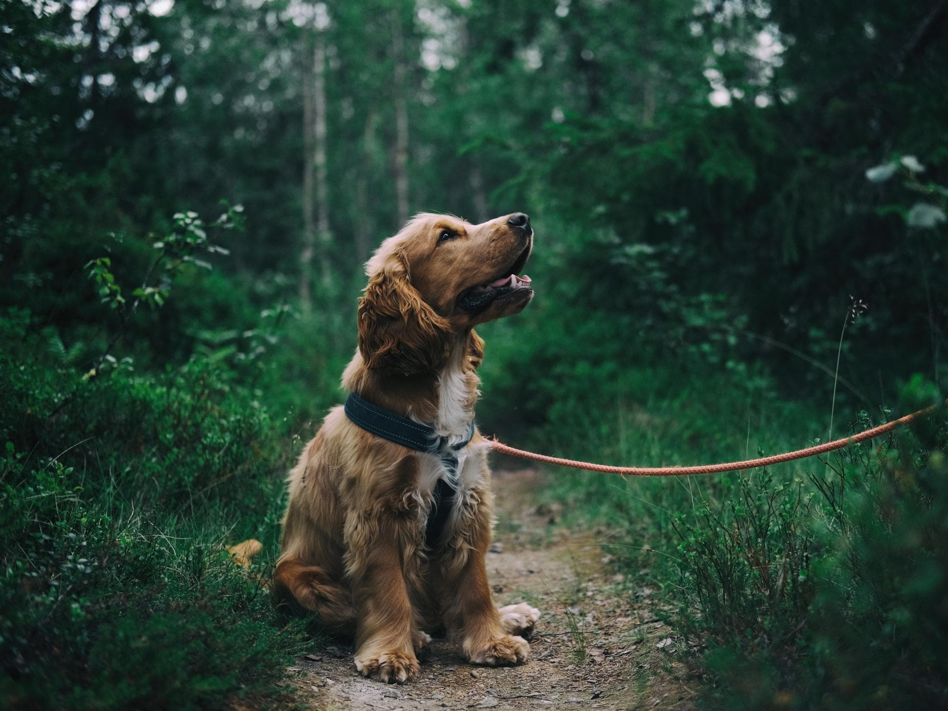 brauner Hund im Wald