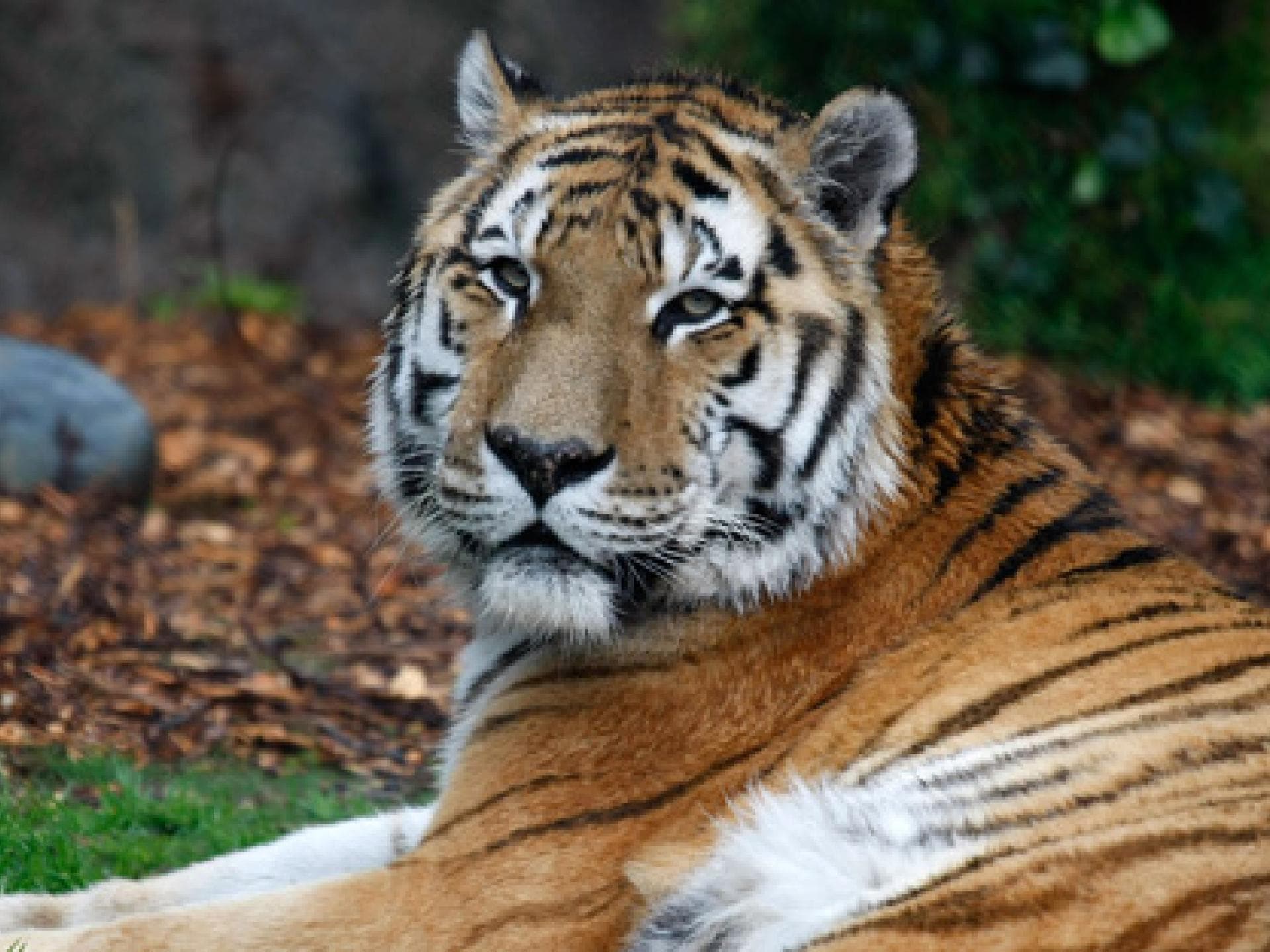 tiger-557-1858763.jpg tiger-557-1858763.jpg
