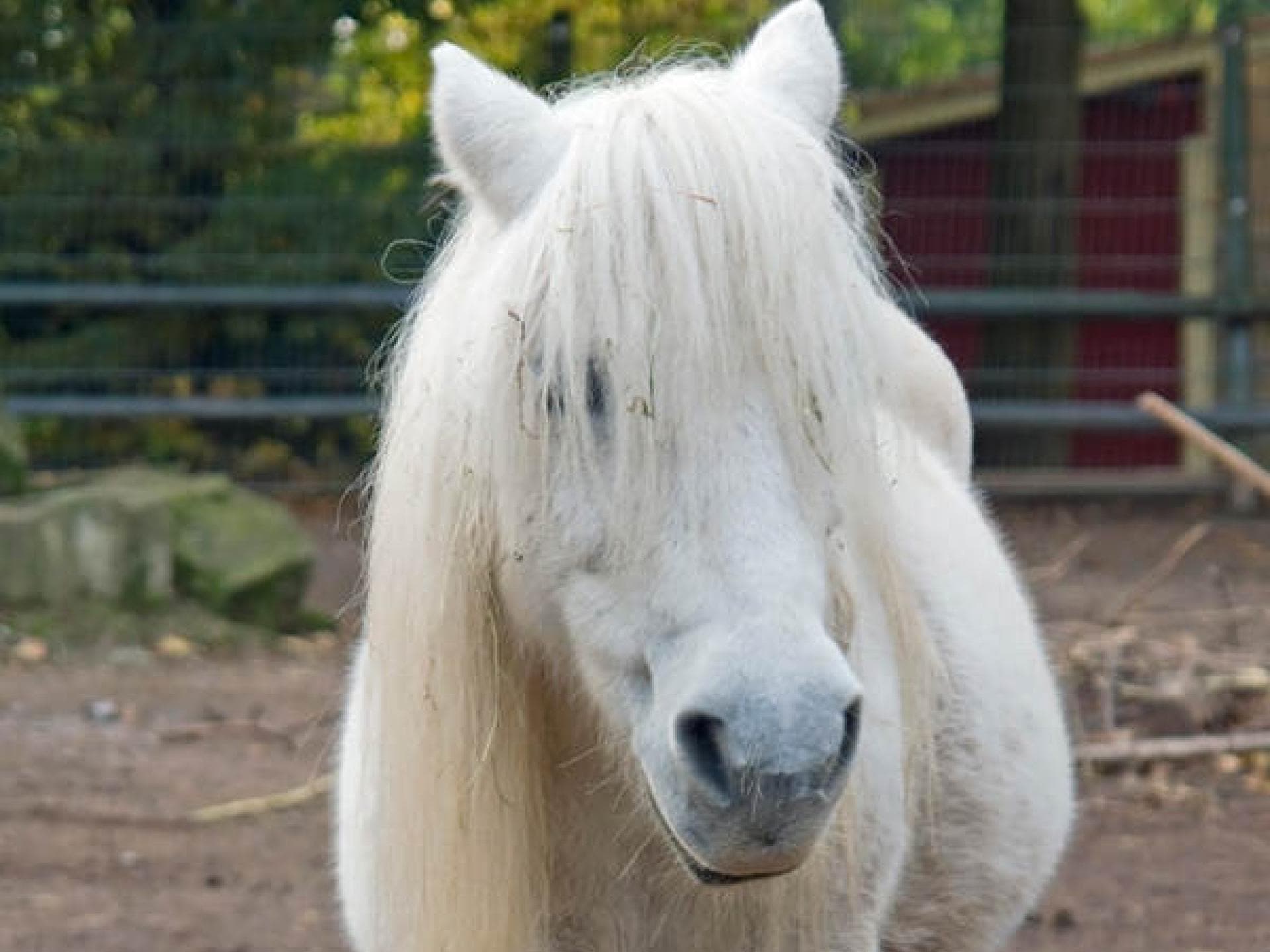 Riding the cotton pony