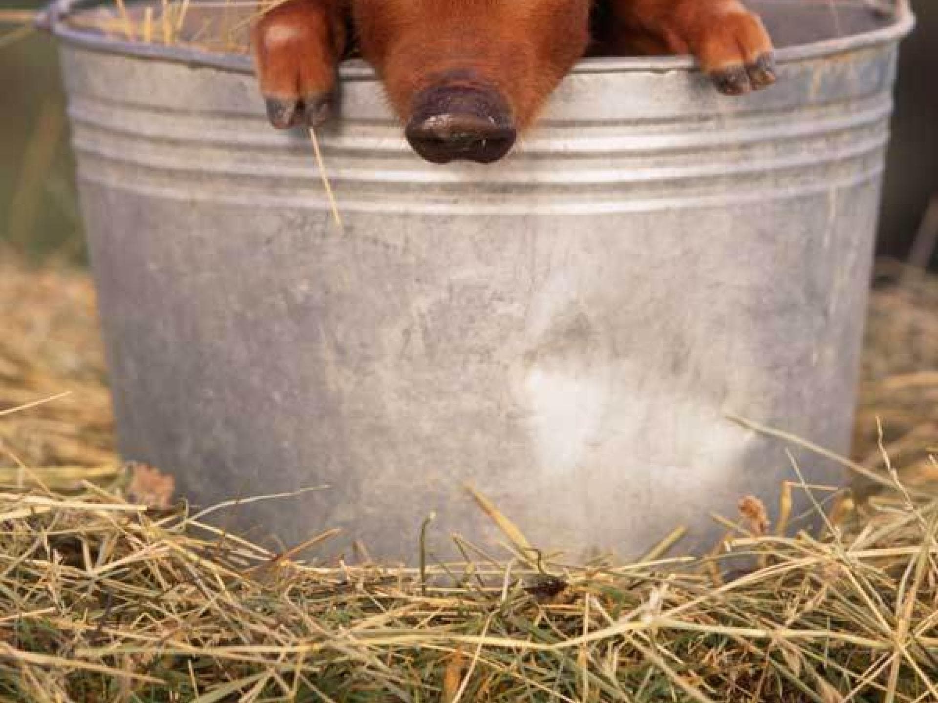 Orlando Bloom: Angst vor Schweinen