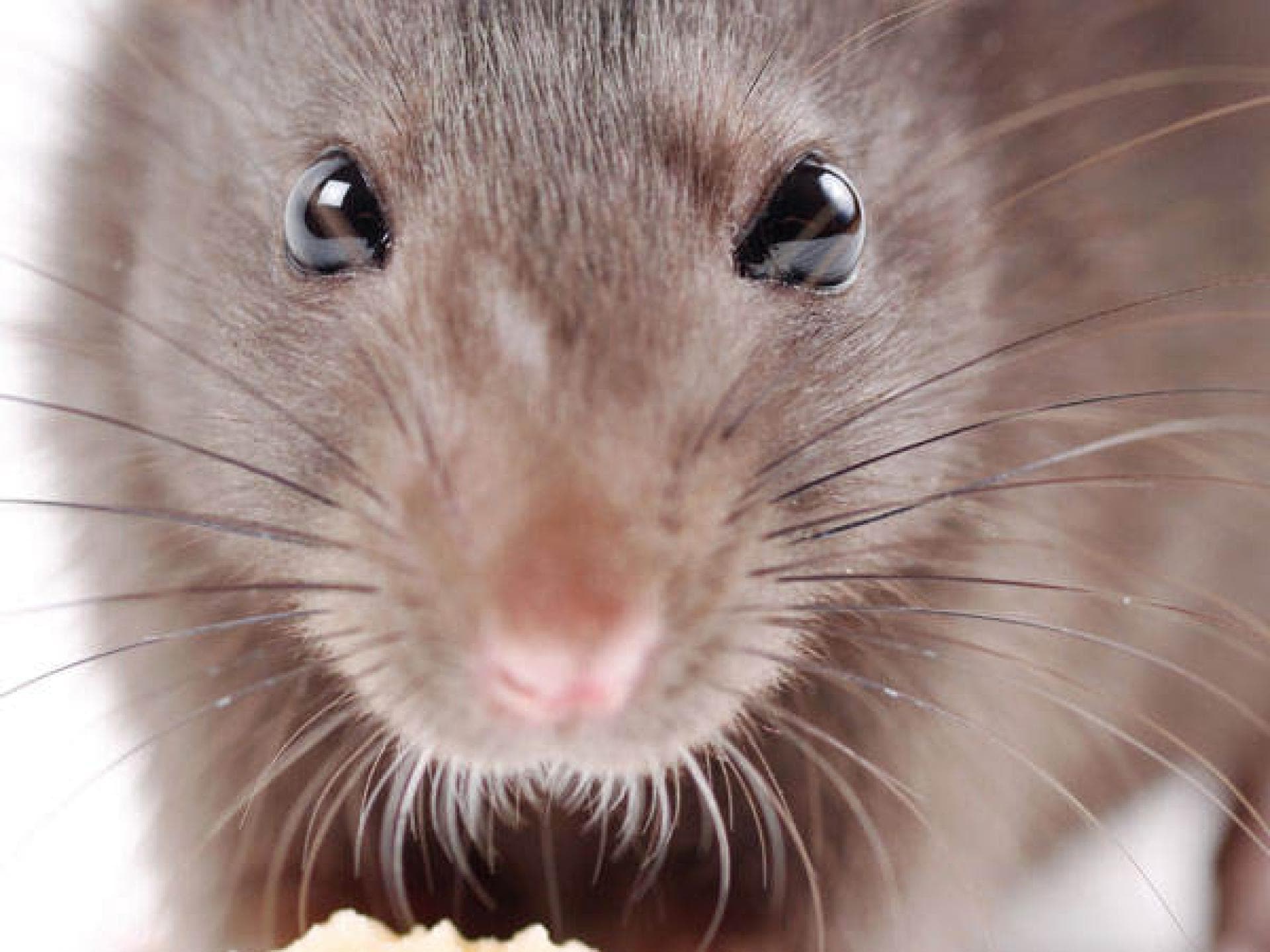 Oh bist du süß, ach ne, du bist 'ne Ratte!