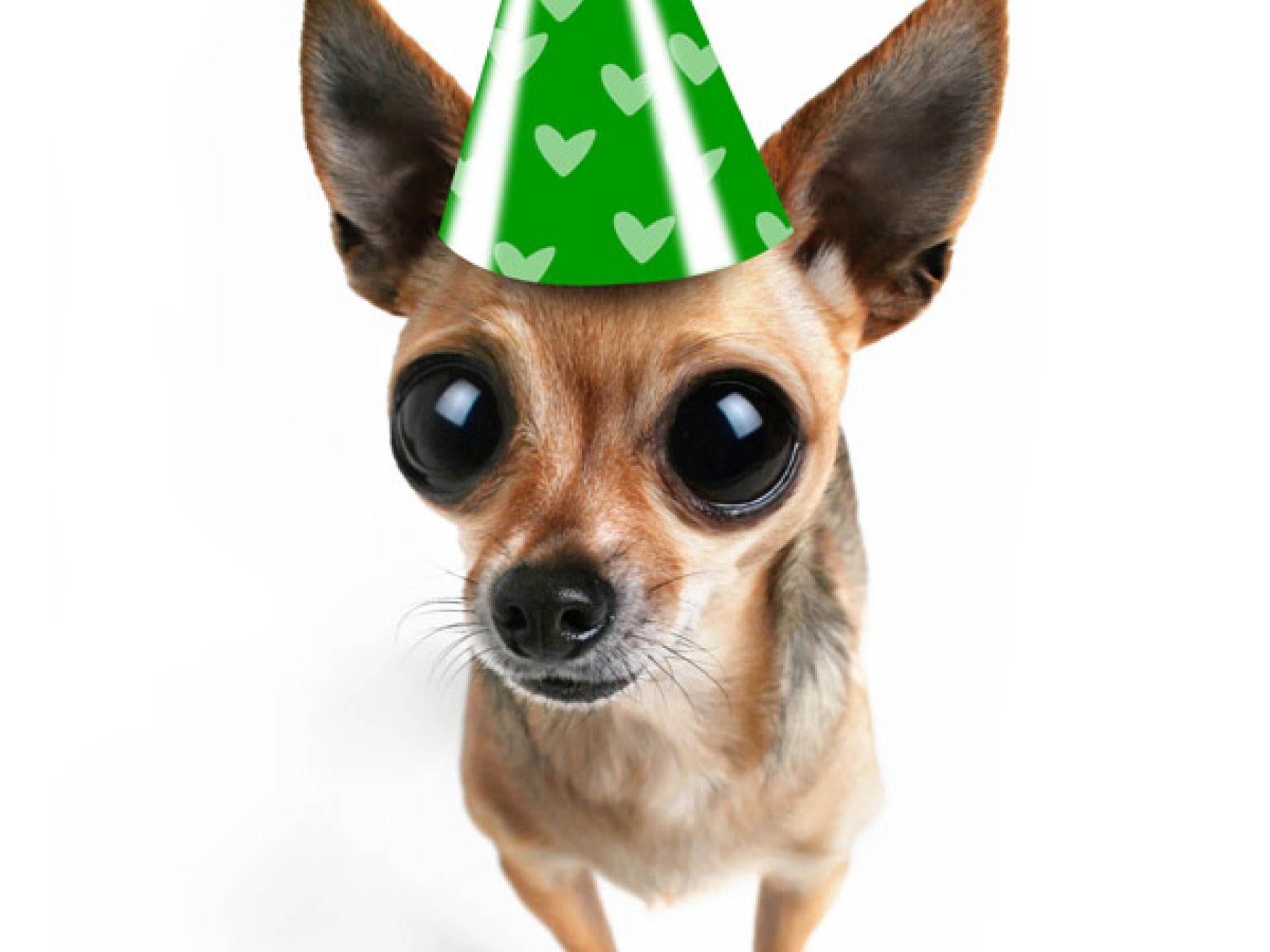 Tier-Fotos: Chihuahua Tier-Fotos: Chihuahua