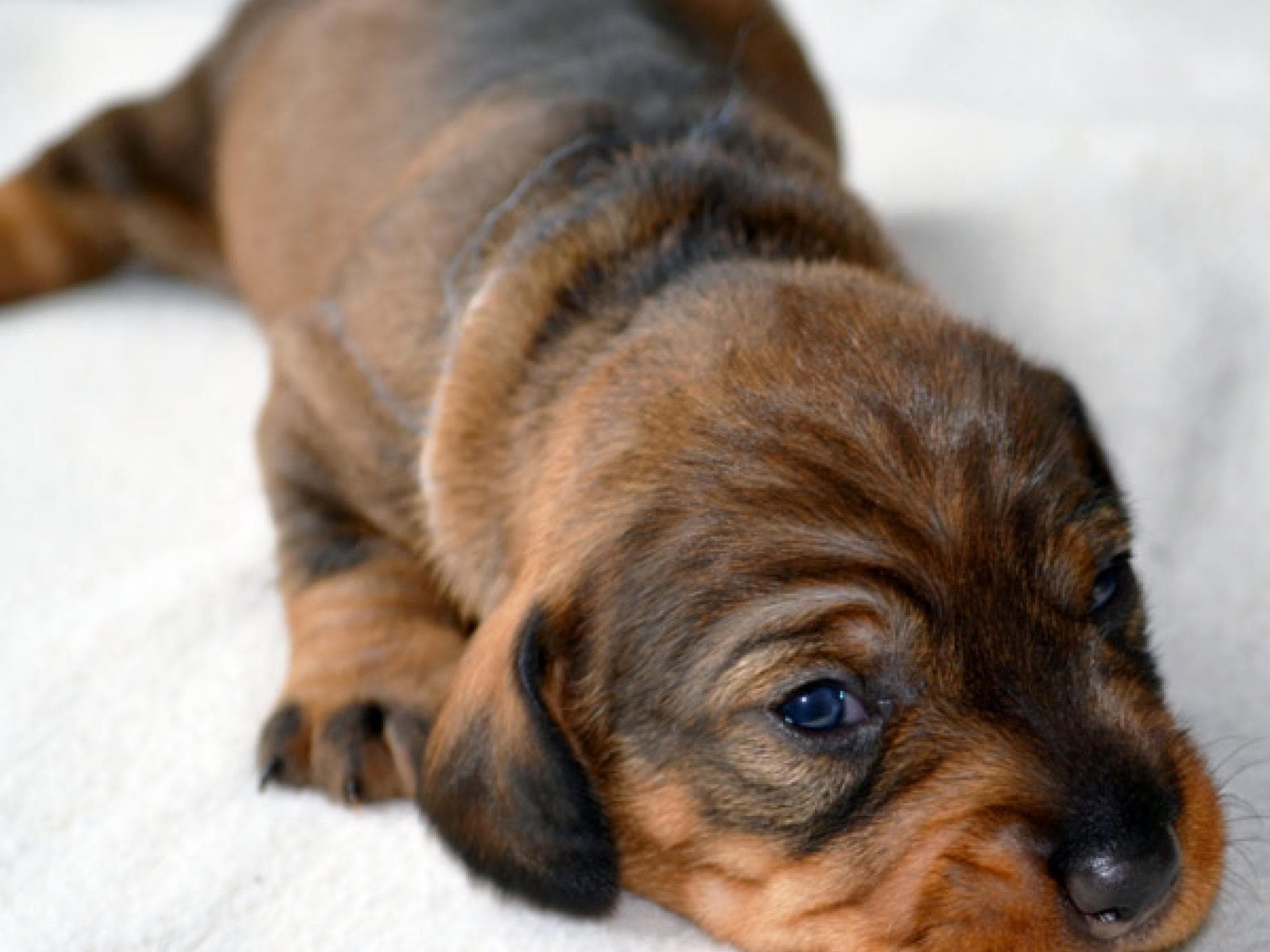 Tier-Fotos: Dackelwelpe