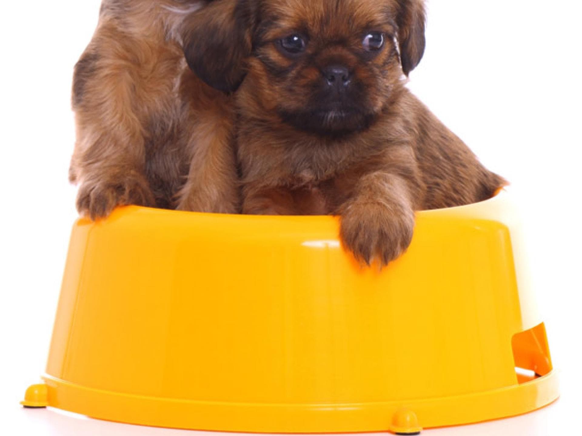 Tier-Fotos: Welpen im Napf